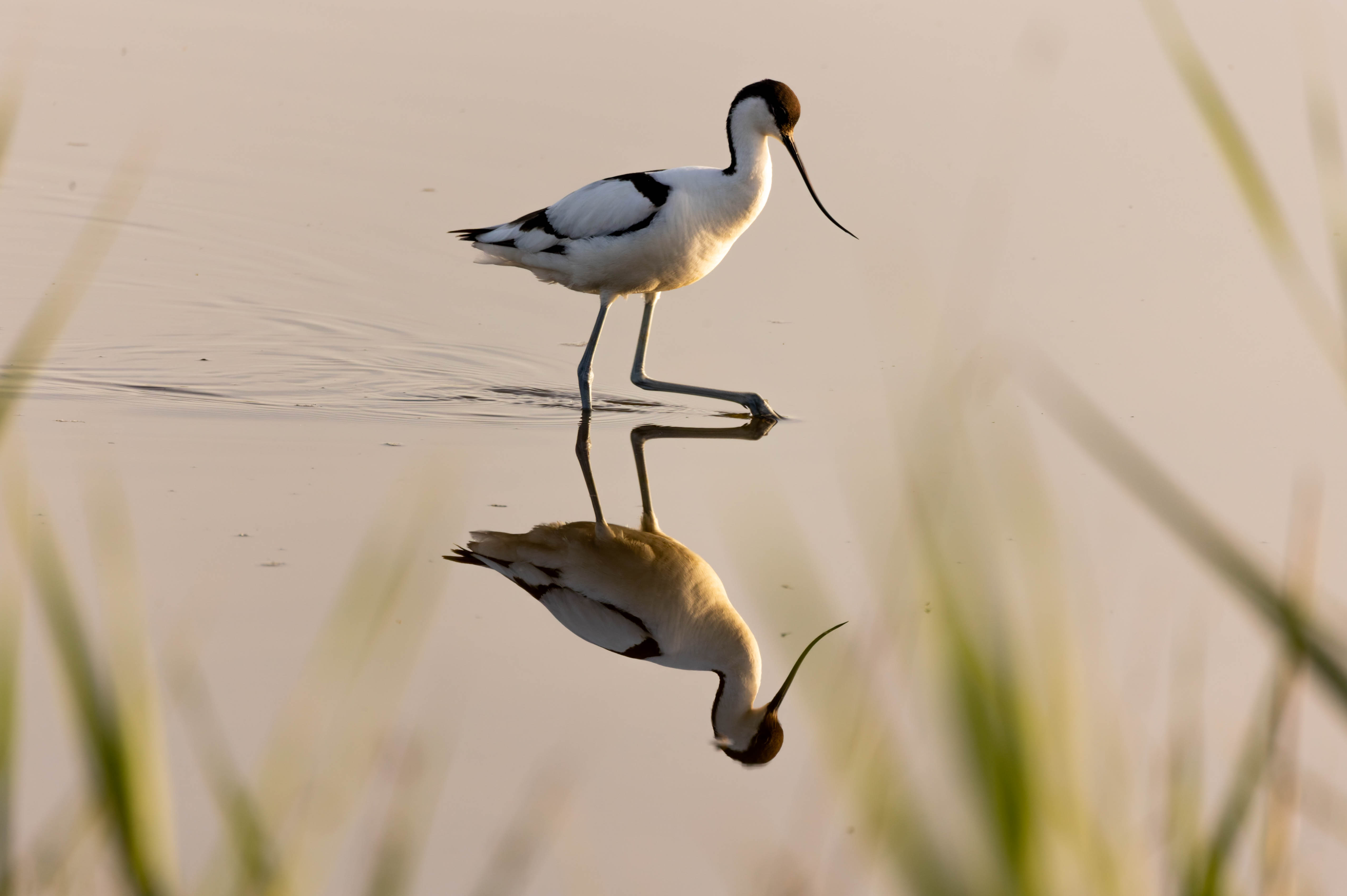 Avocette élégante