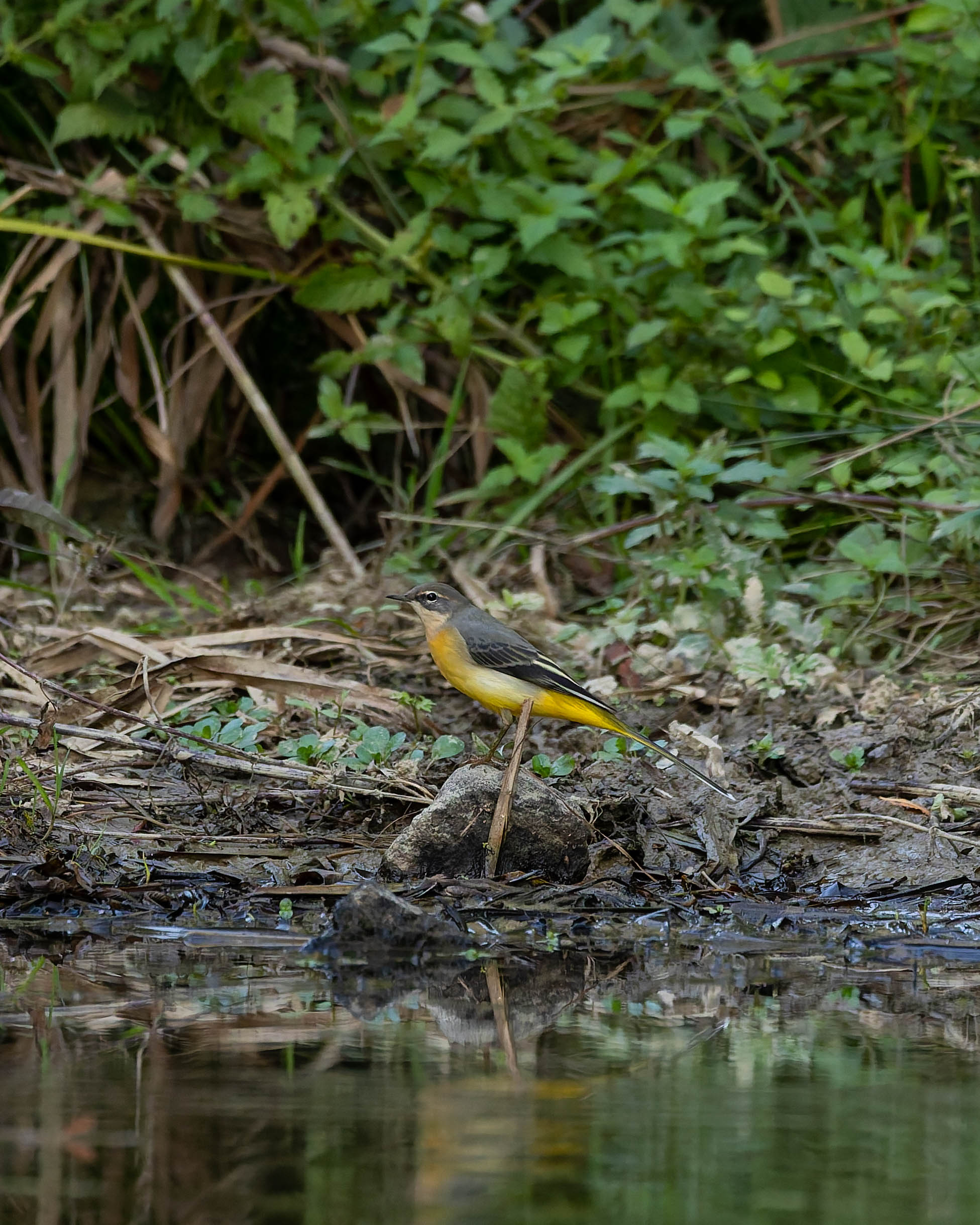 Bergeronnette des ruisseaux