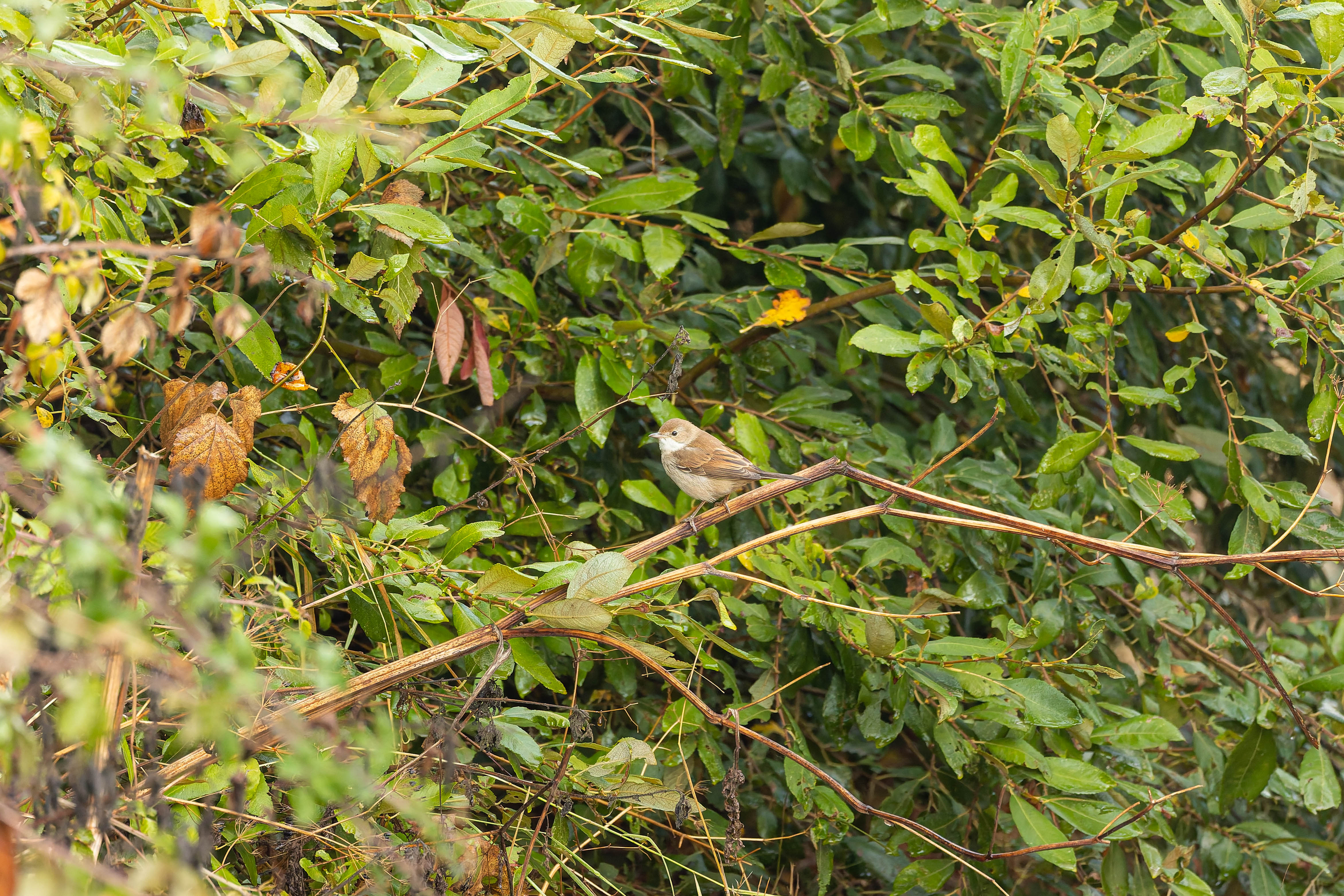 Bouscarle de Cetti