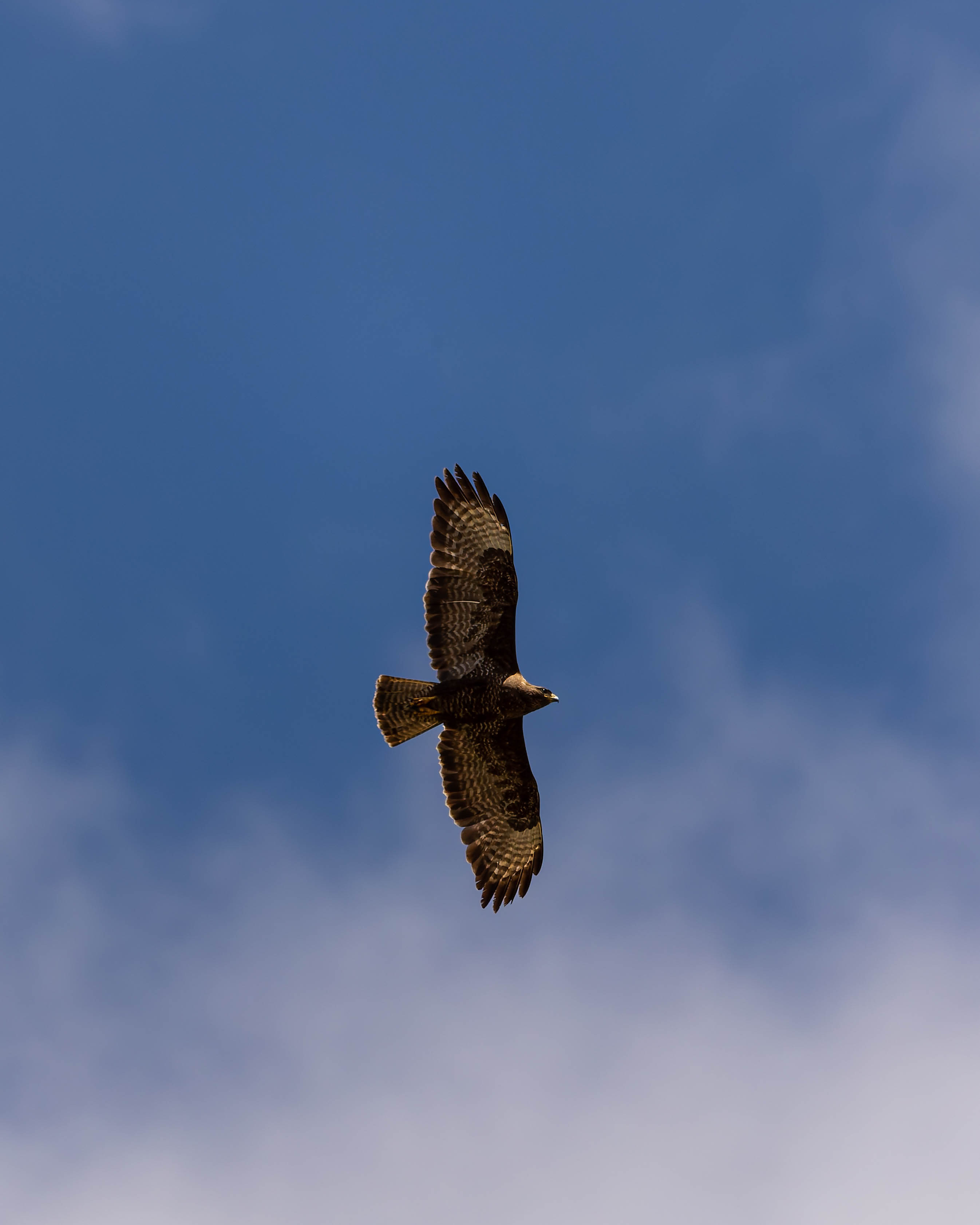 Buse variable