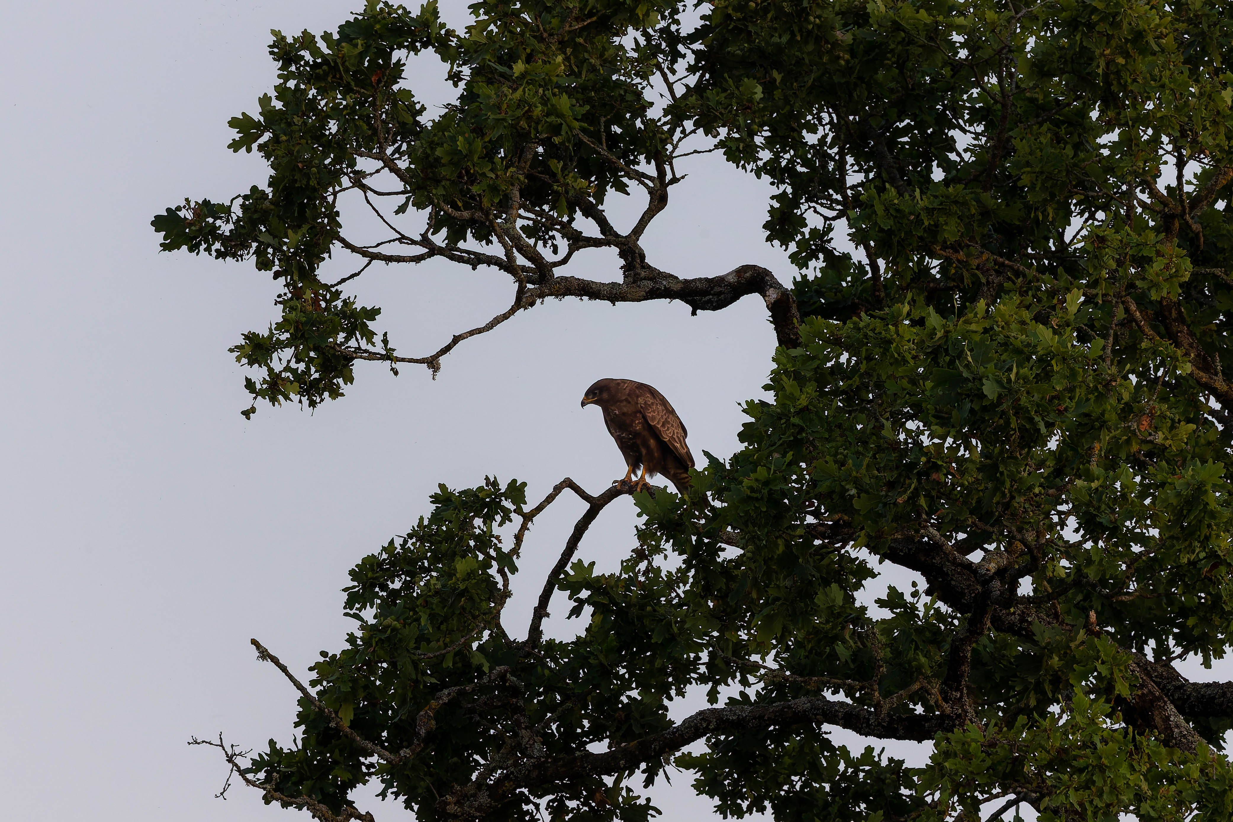 Buse variable