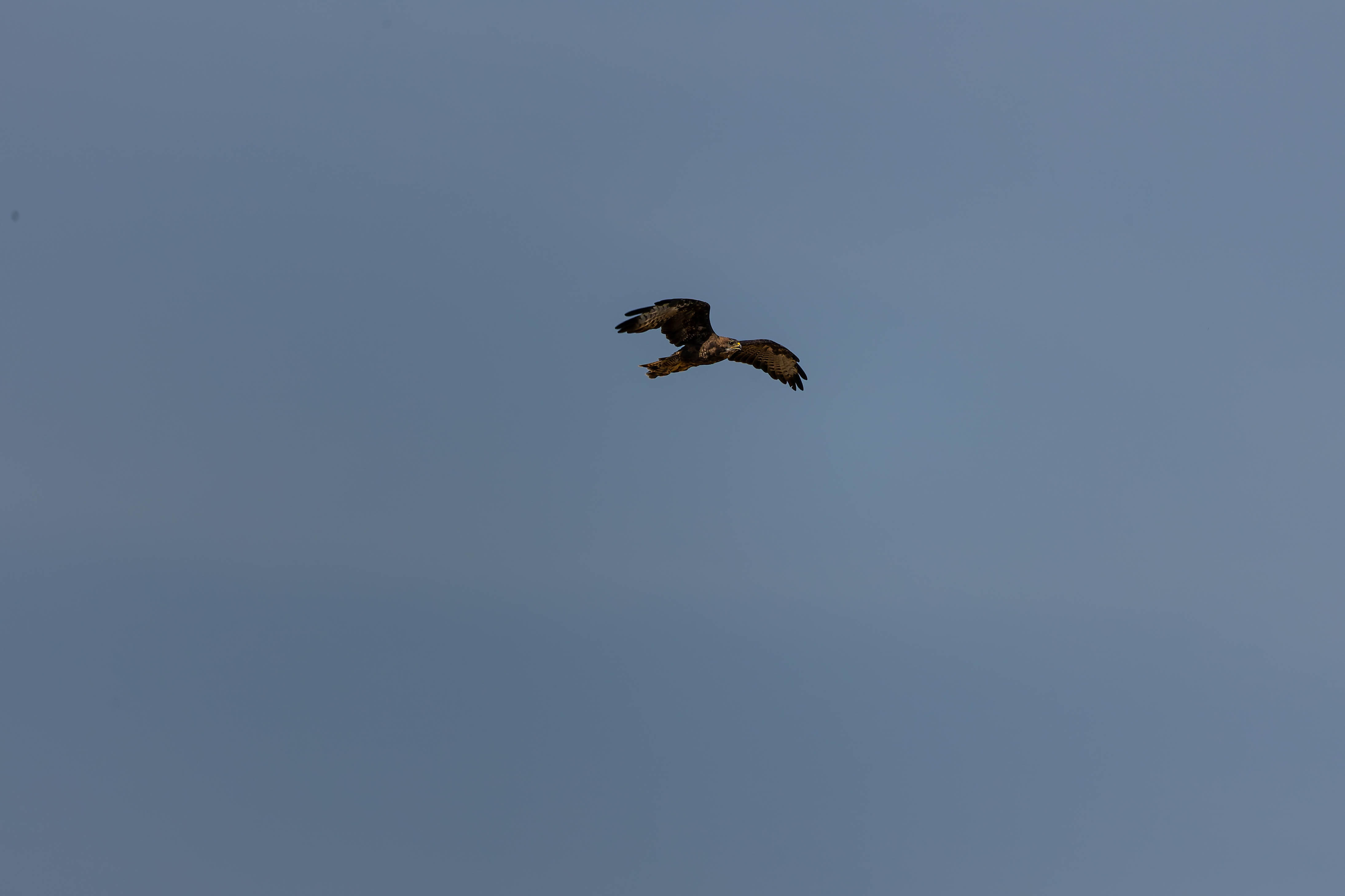 Buse variable