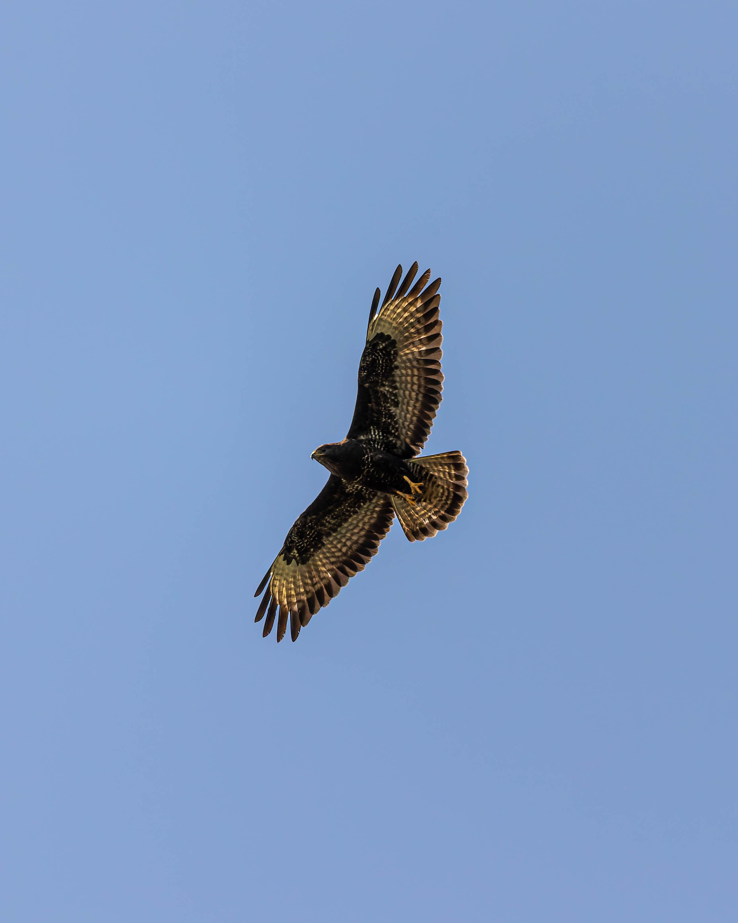 Buse variable