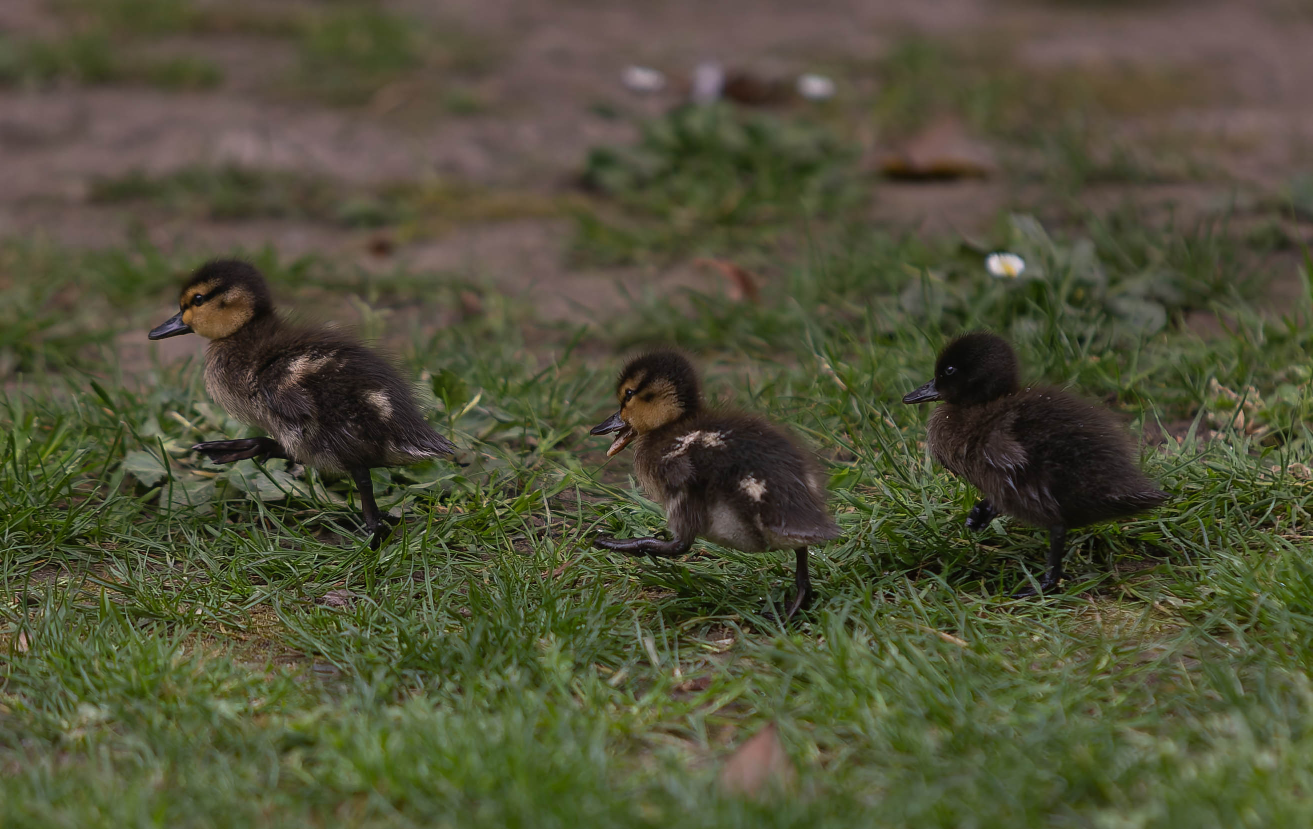 Canard colvert