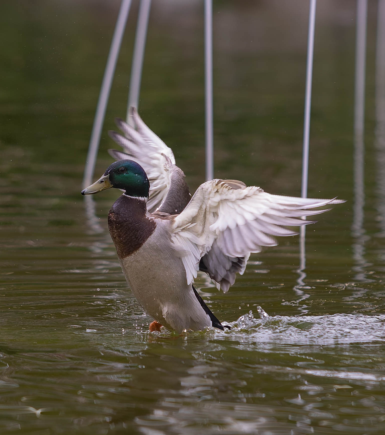 Canard colvert