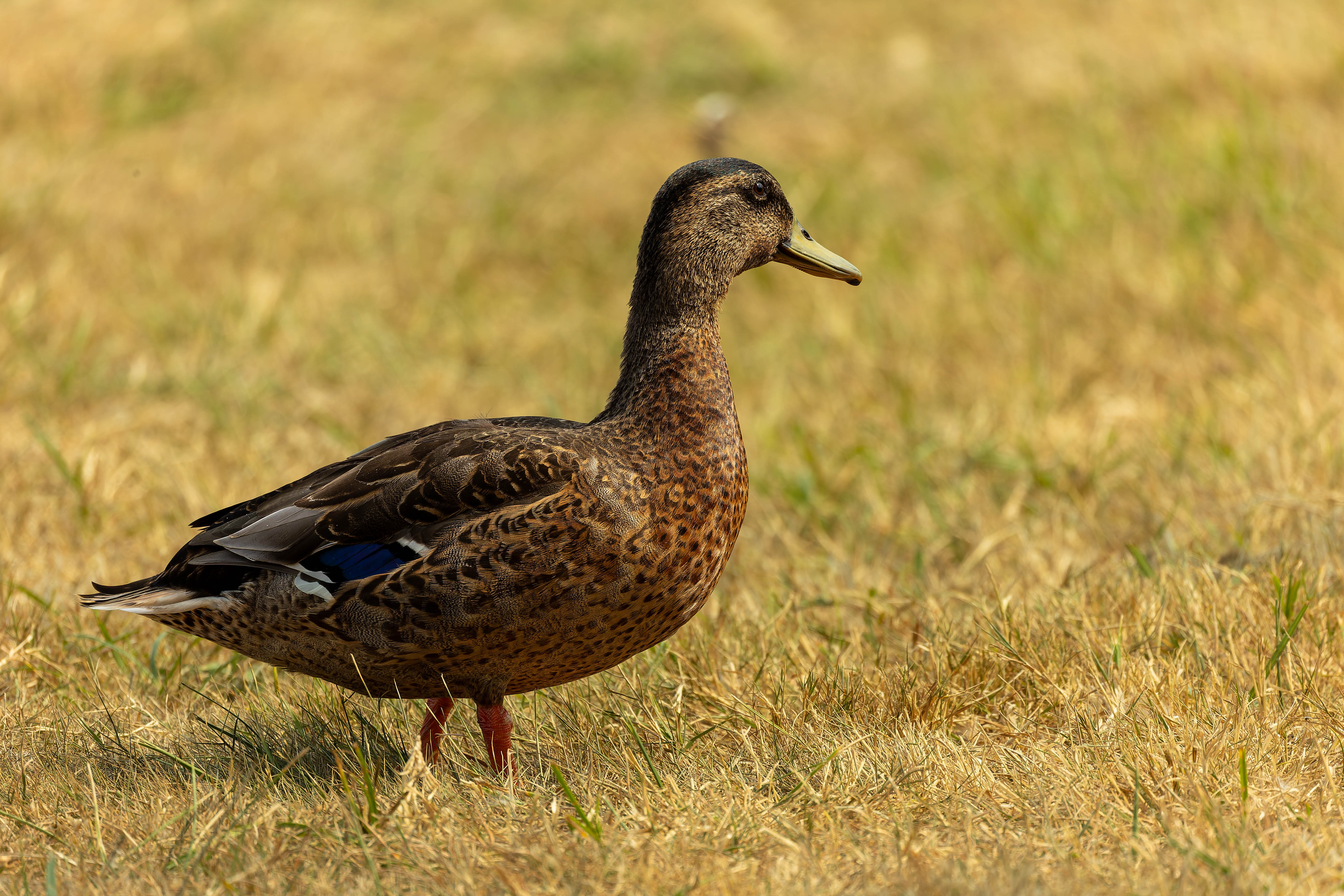 Canard colvert
