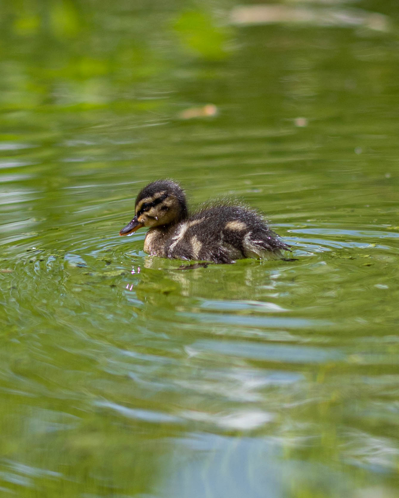 Canard colvert