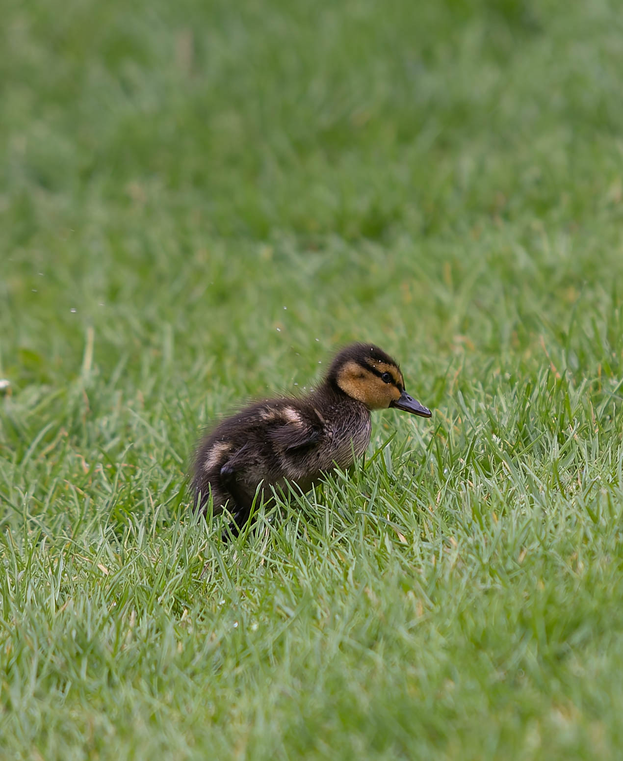 Canard colvert