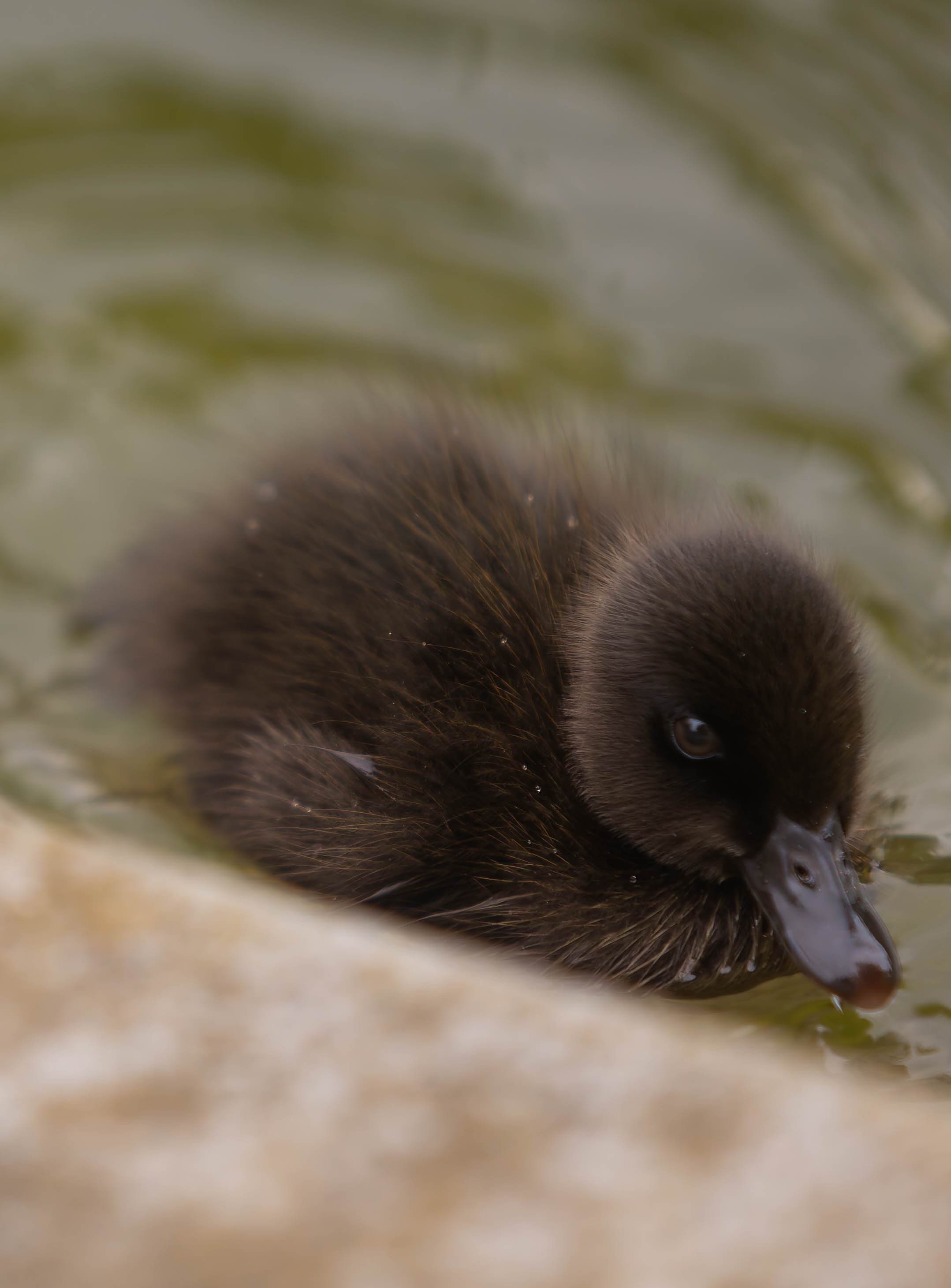 Canard colvert