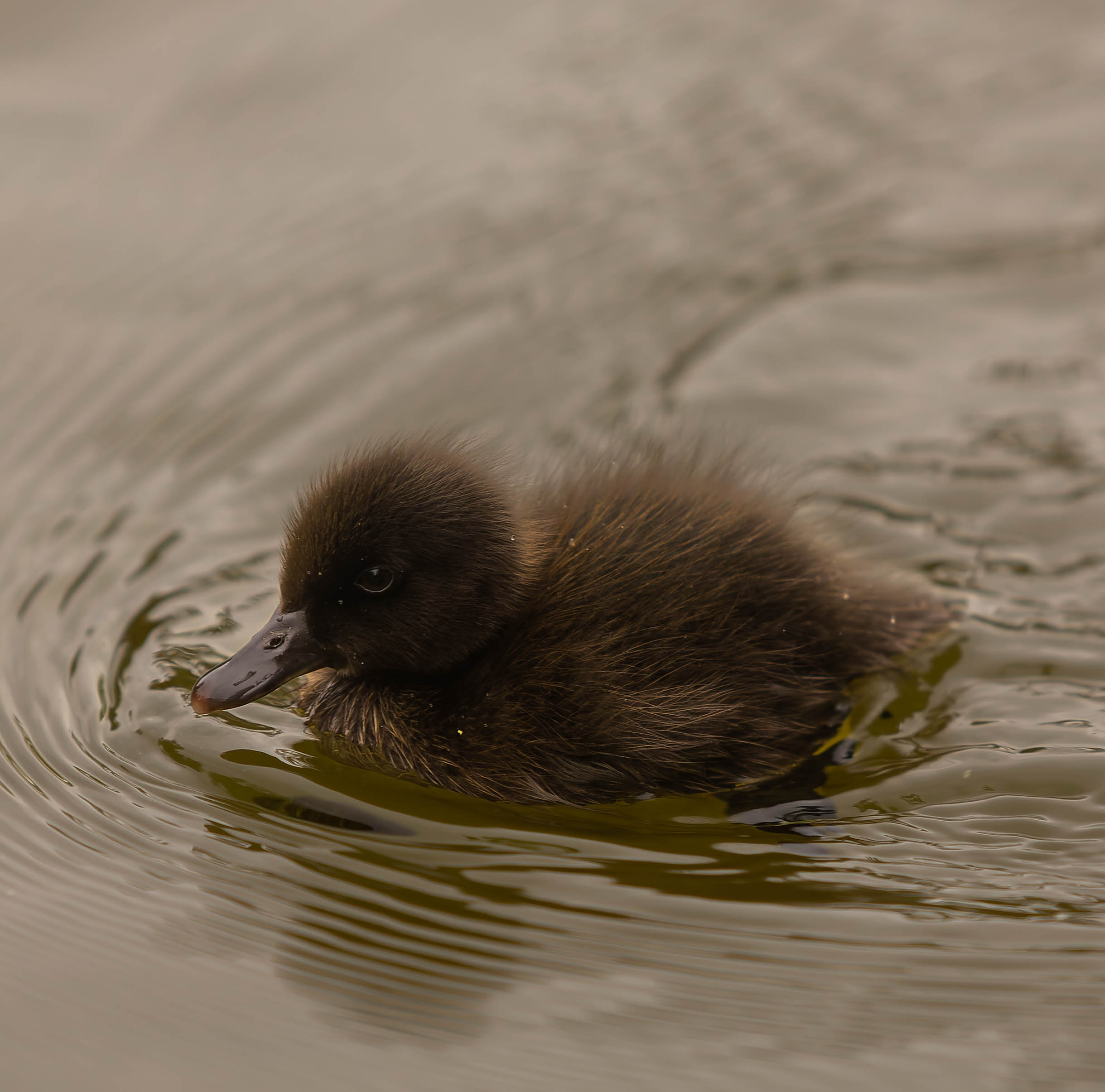 Canard colvert