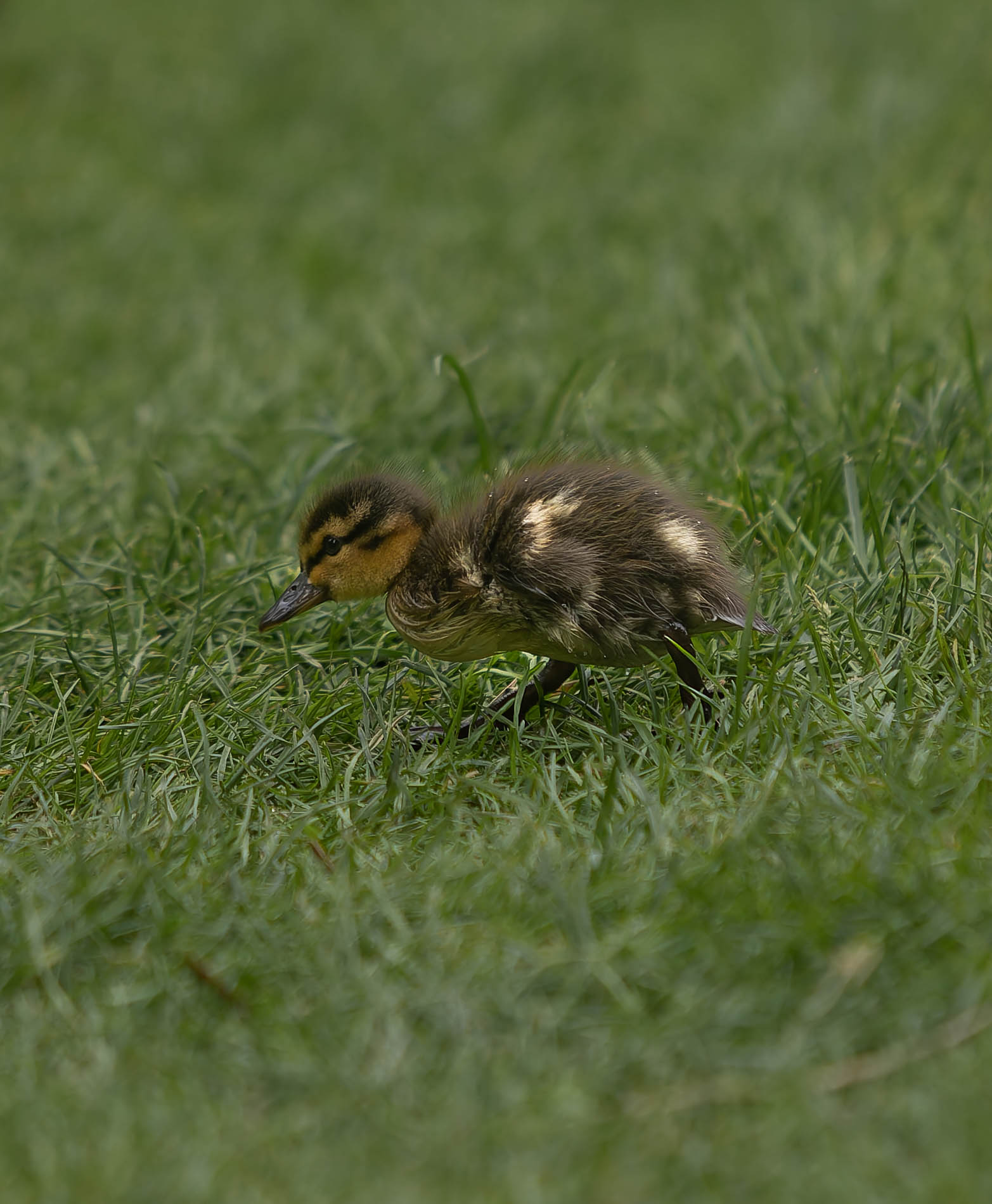 Canard colvert