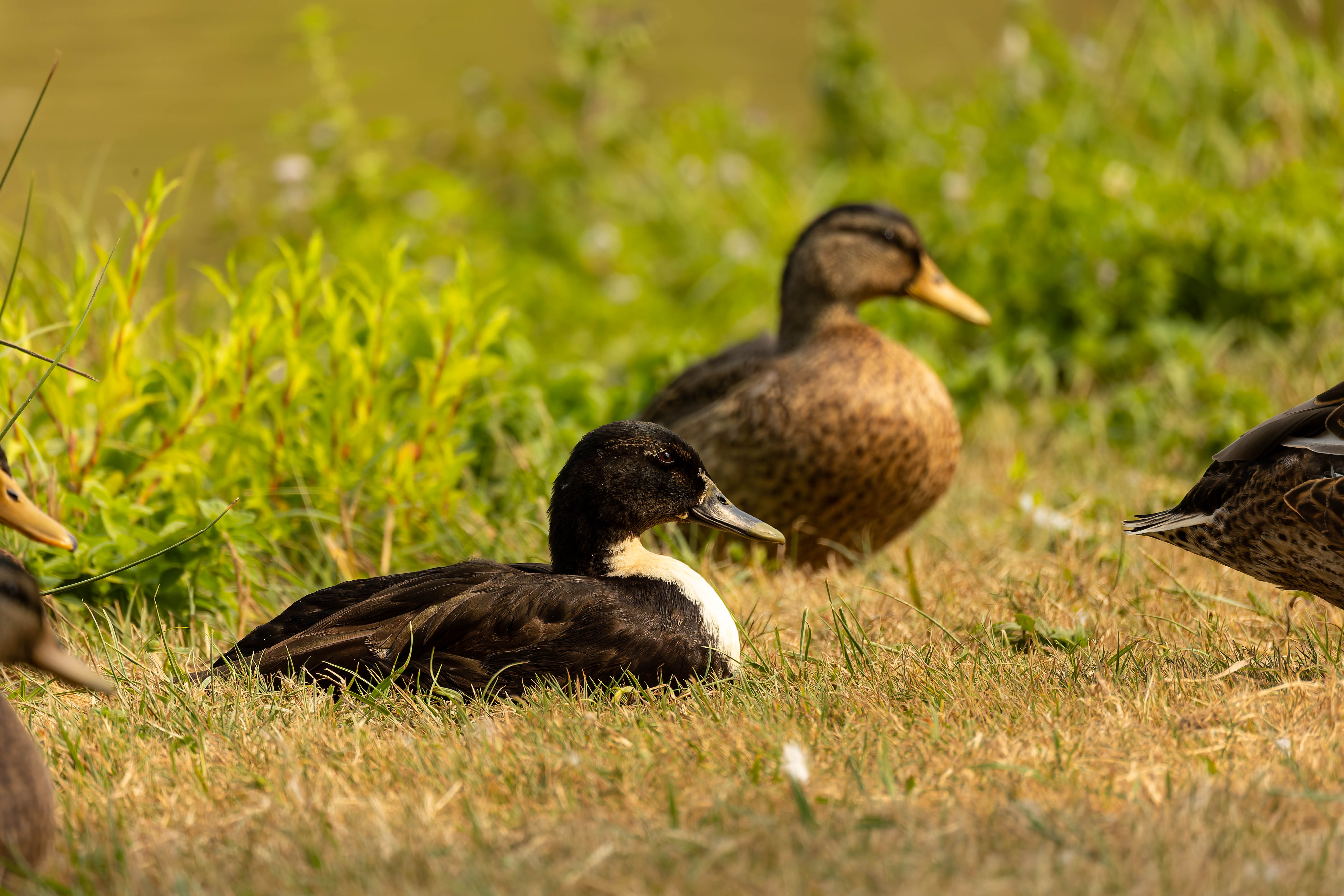 Canard de Duclair