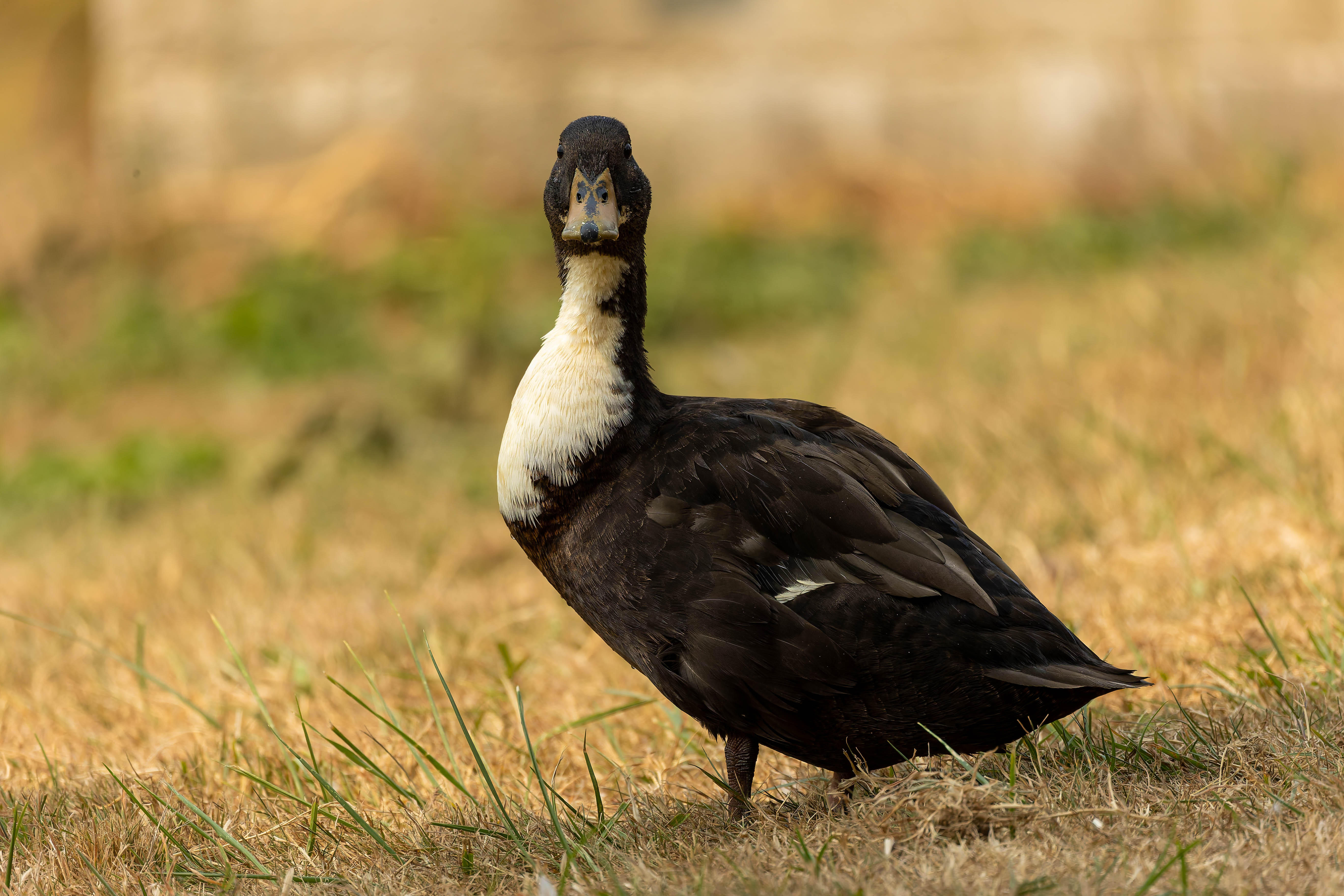 Canard de Duclair