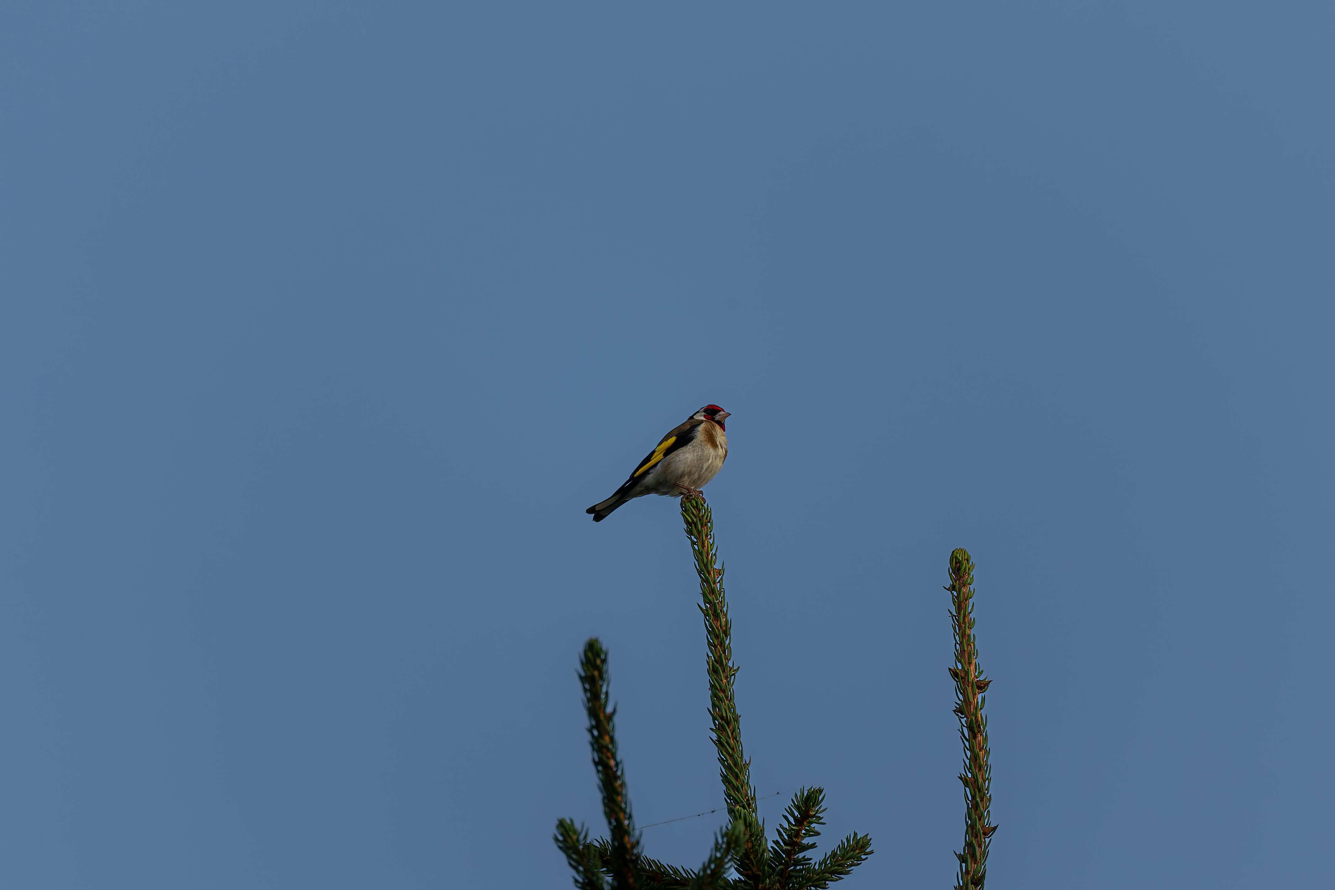 Chardonneret élégant