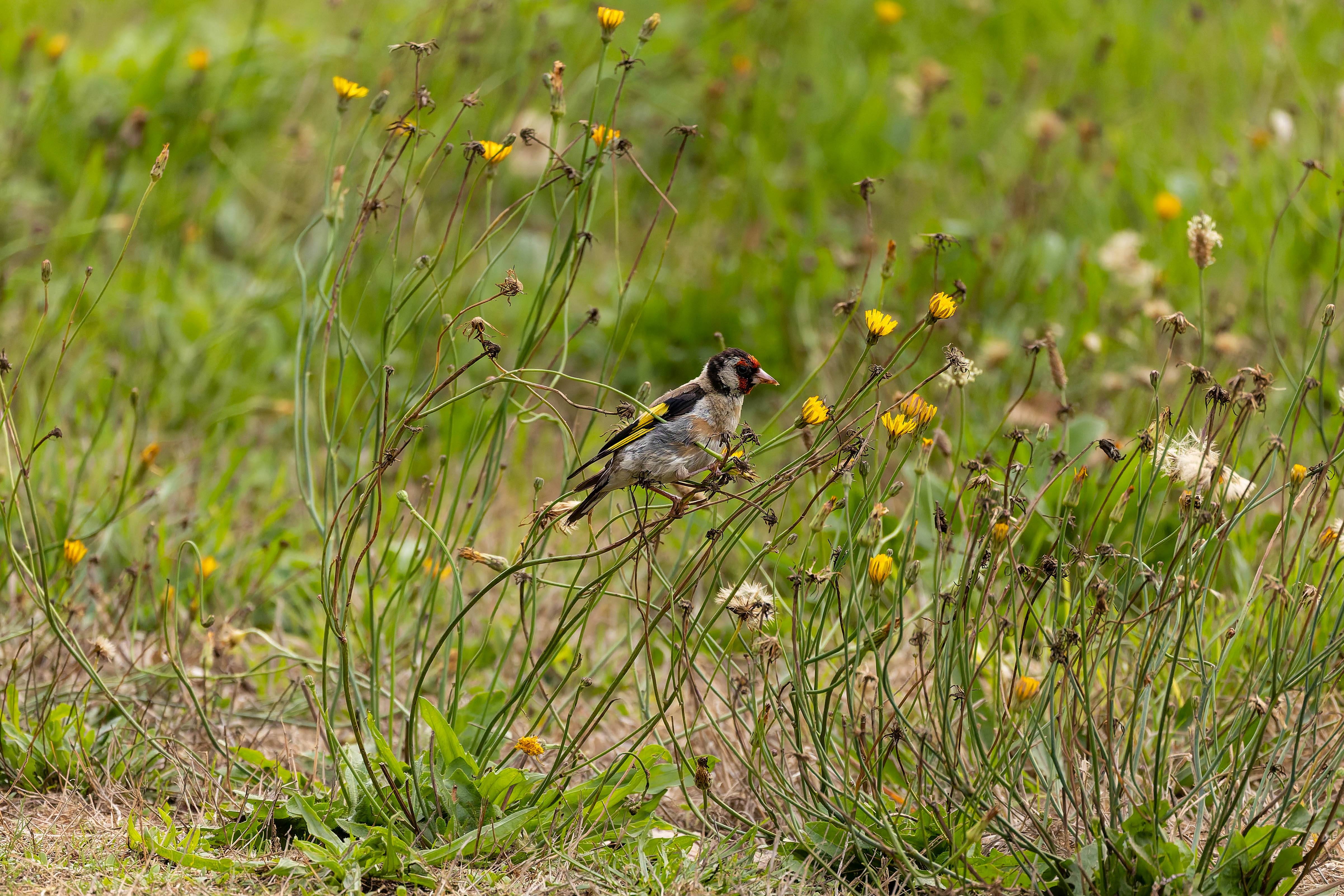Chardonneret élégant