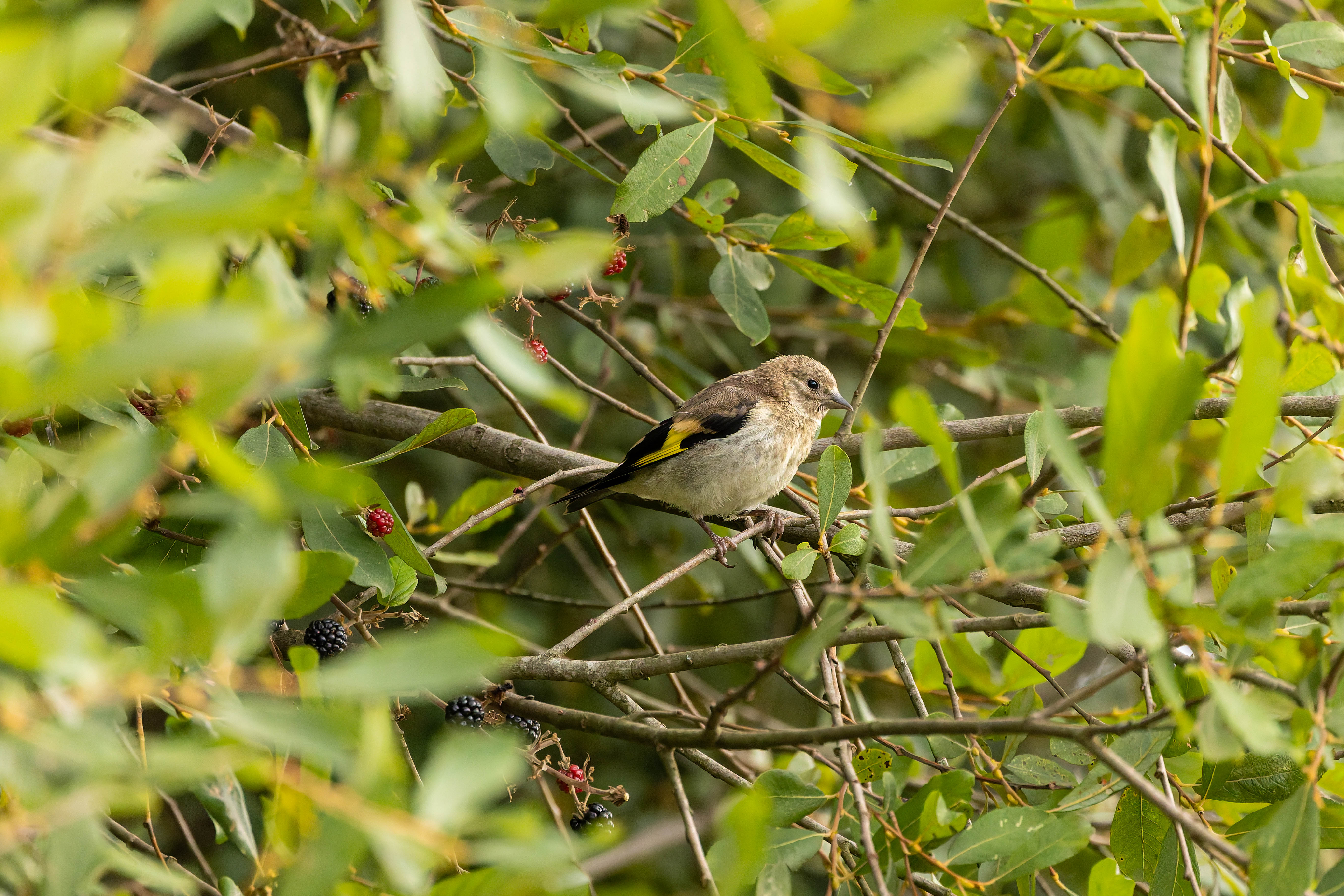 Chardonneret élégant