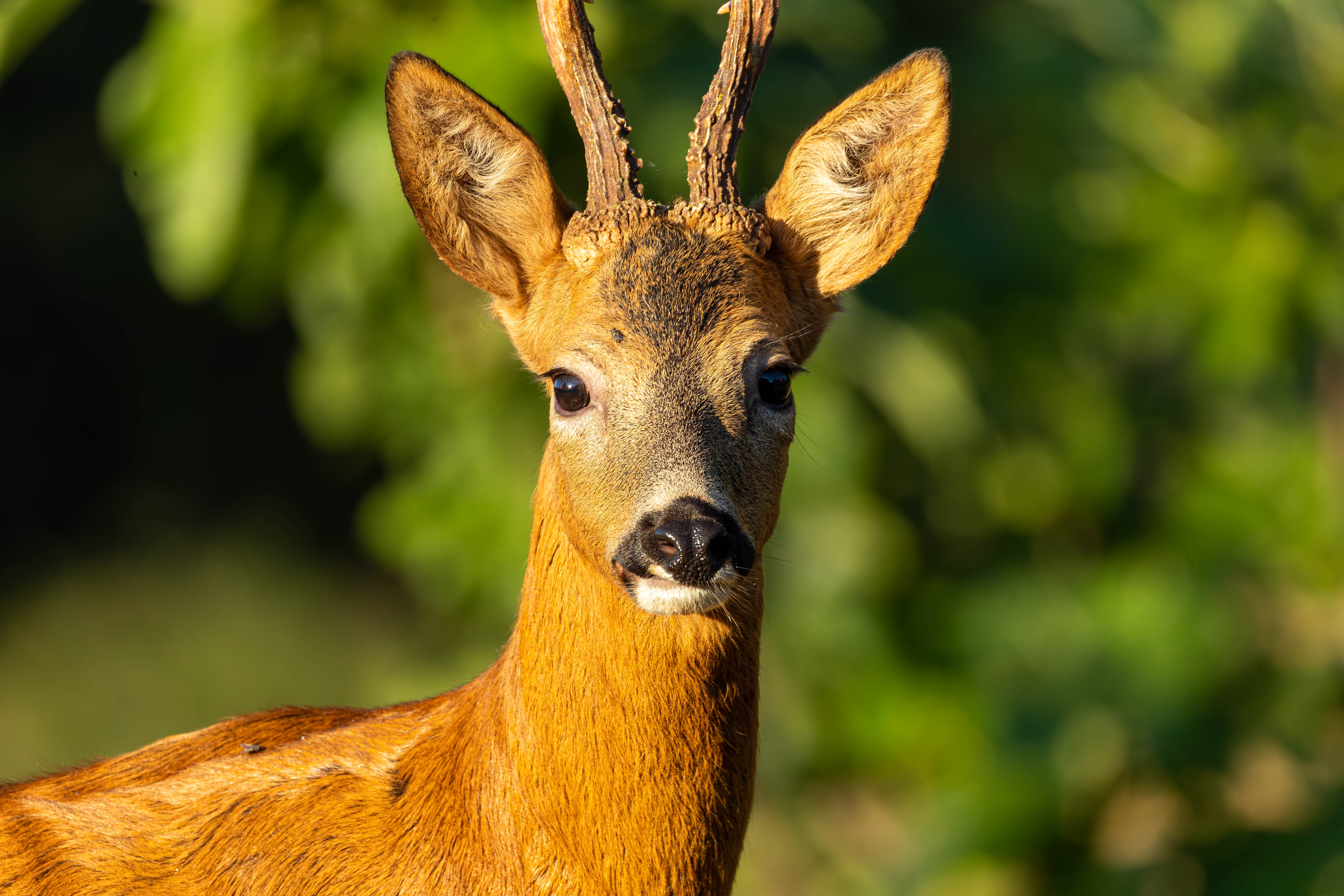 Chevreuil d'Europe