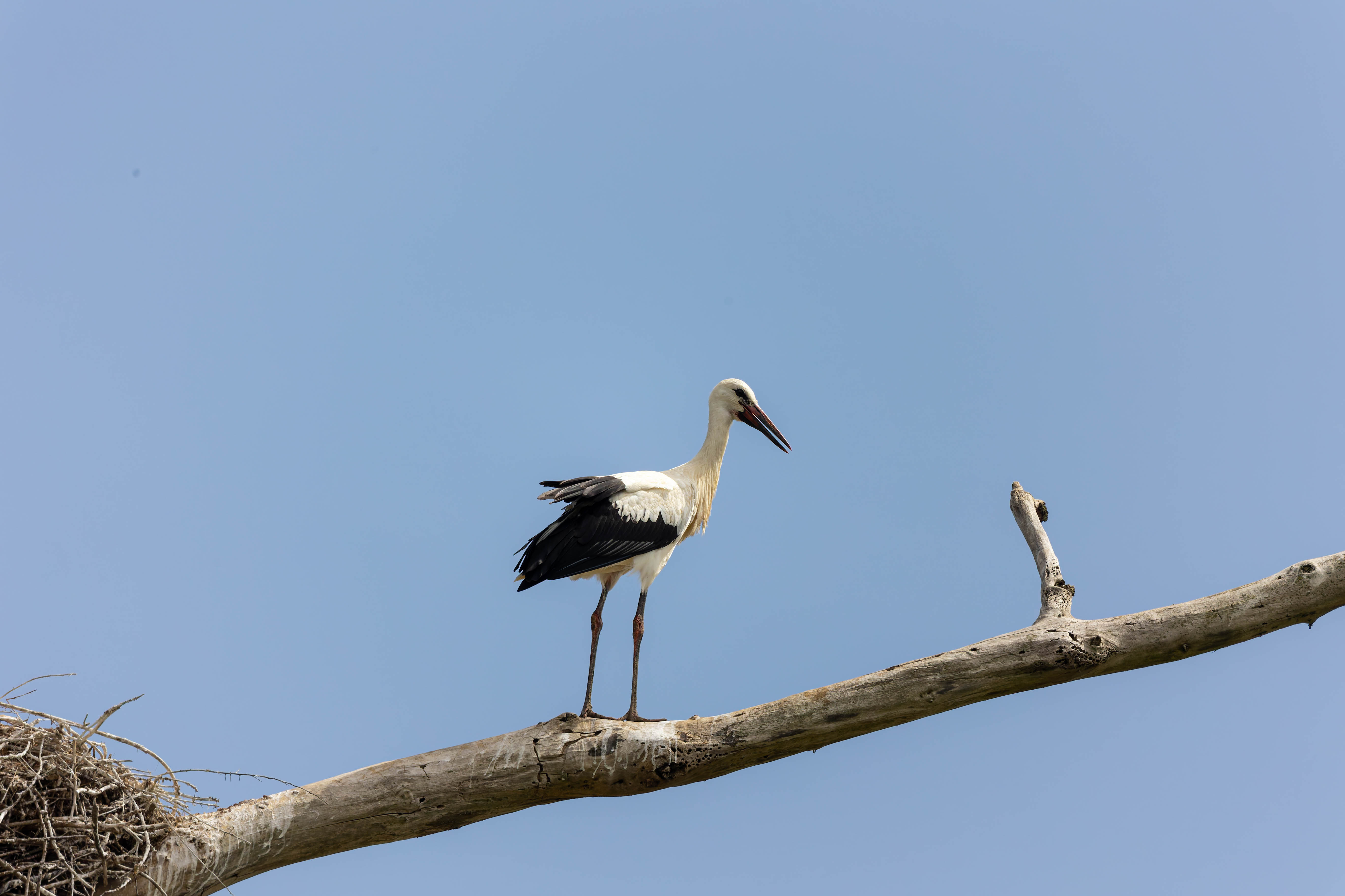 Cigogne blanche