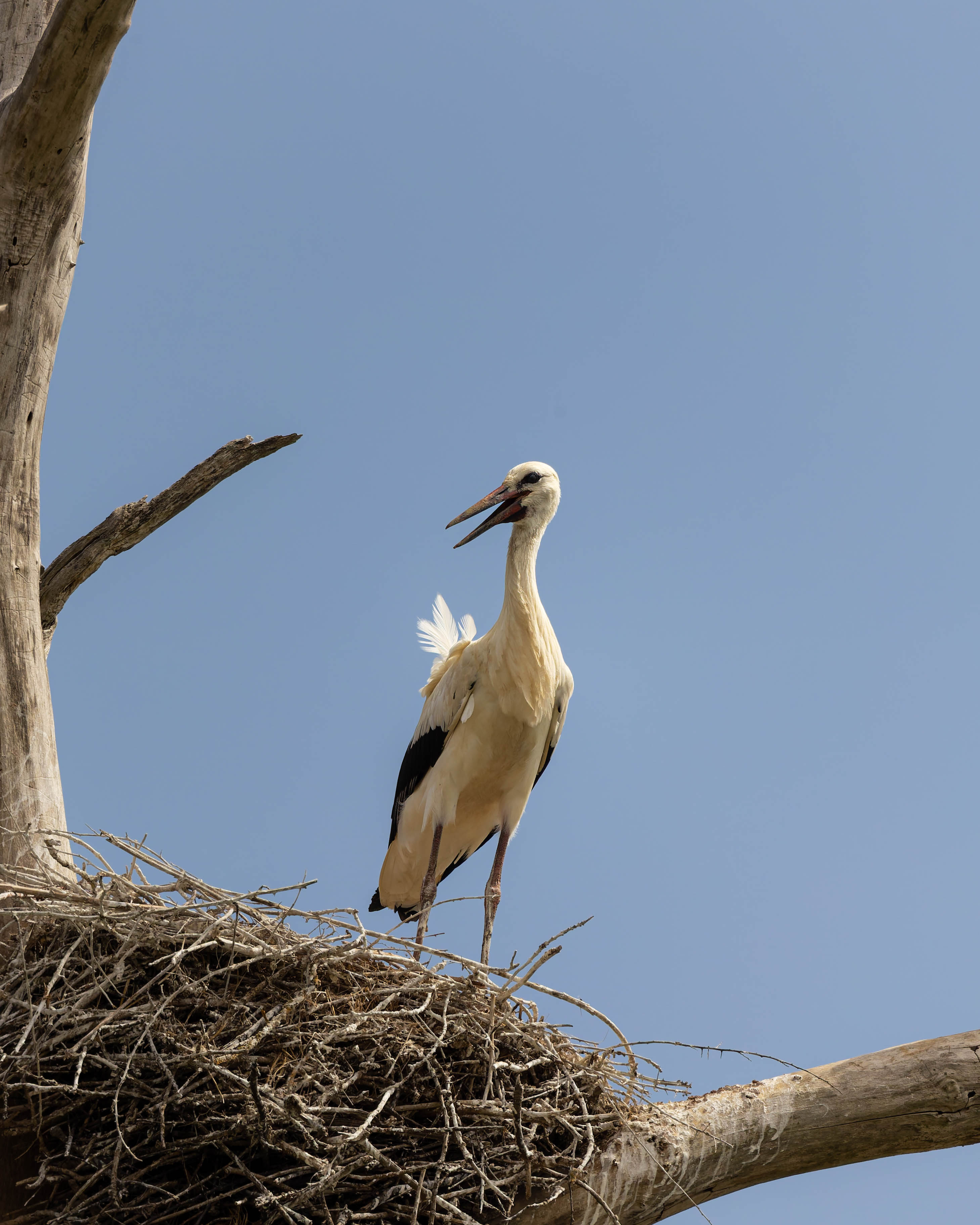 Cigogne blanche