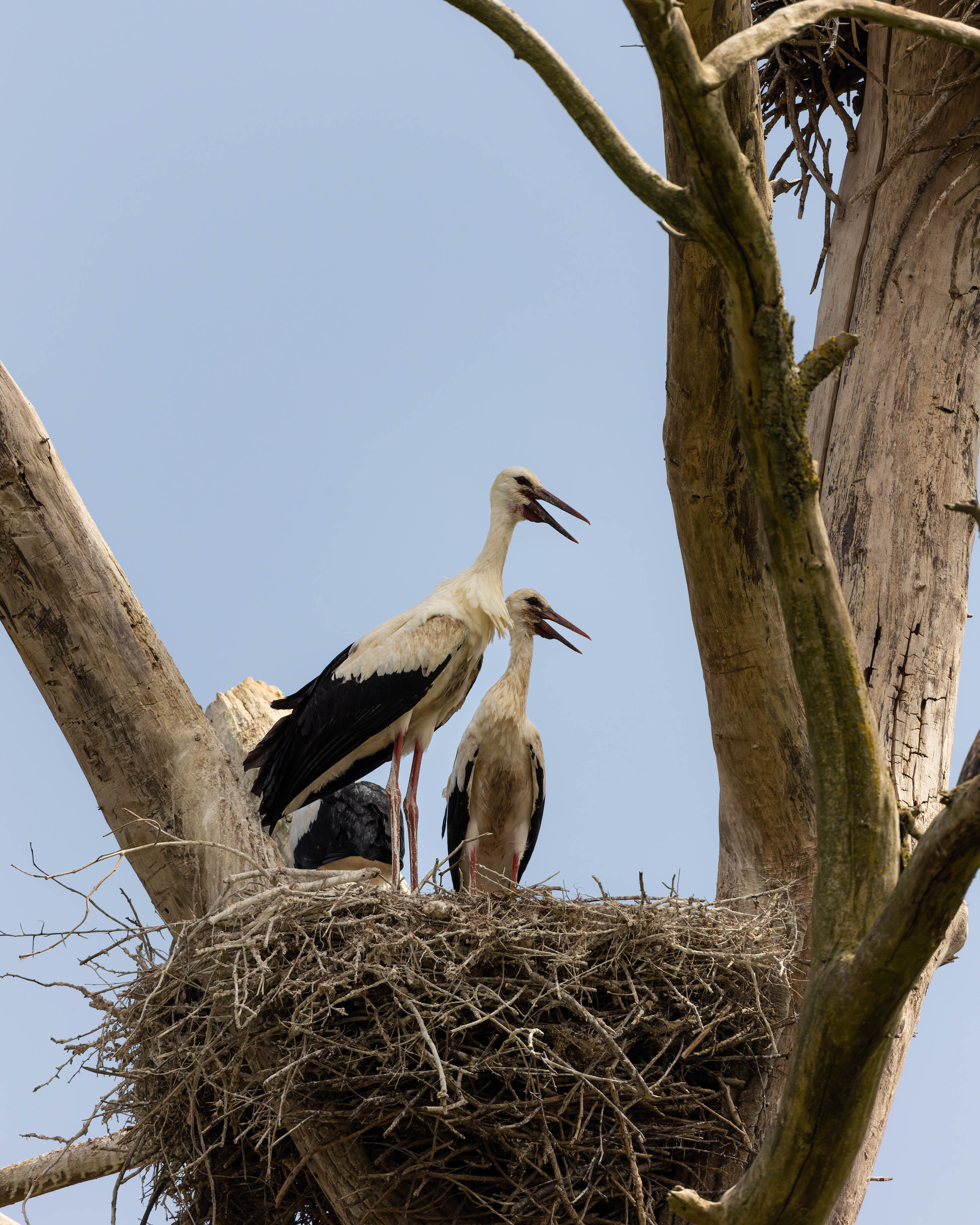 Cigogne blanche