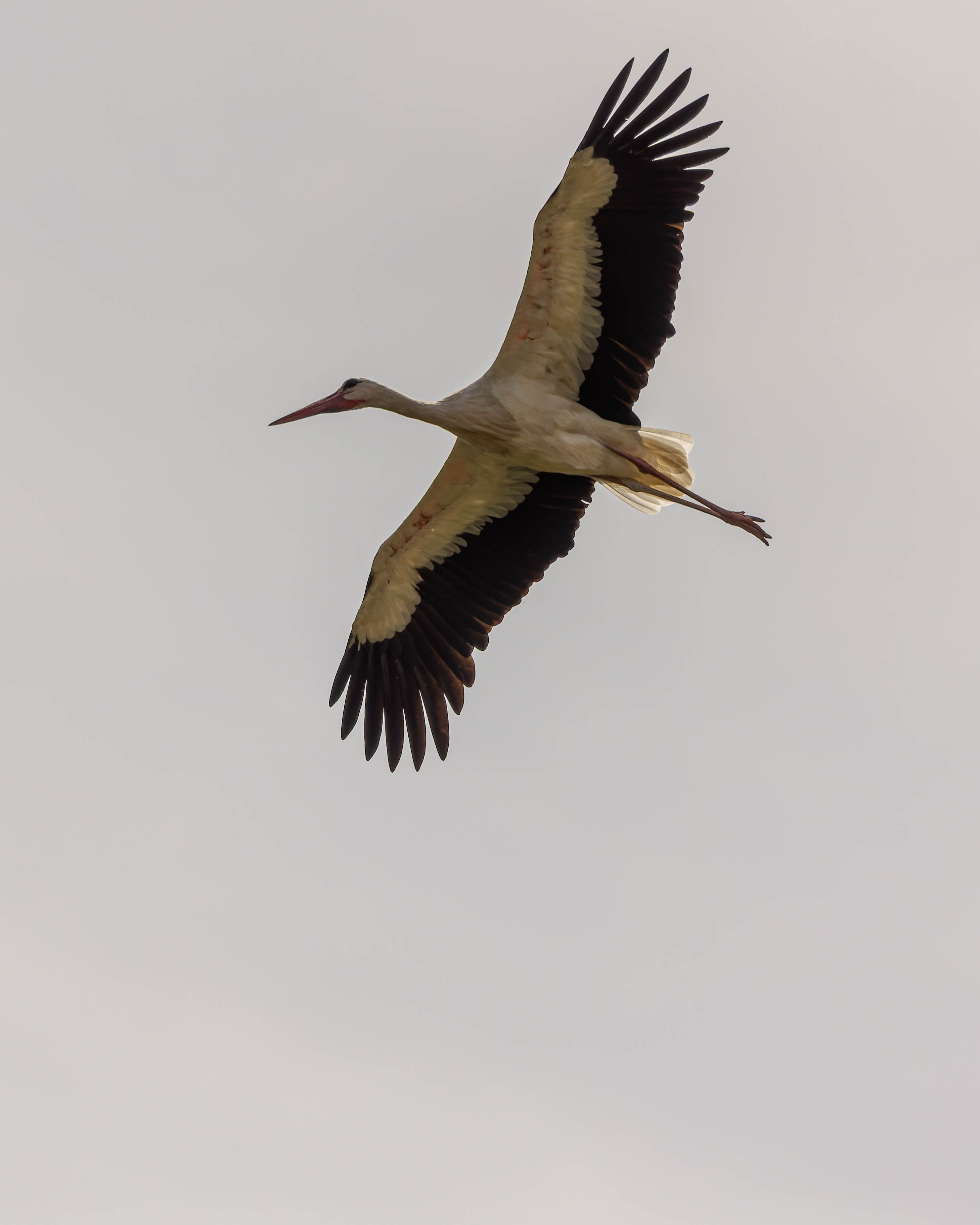Cigogne blanche