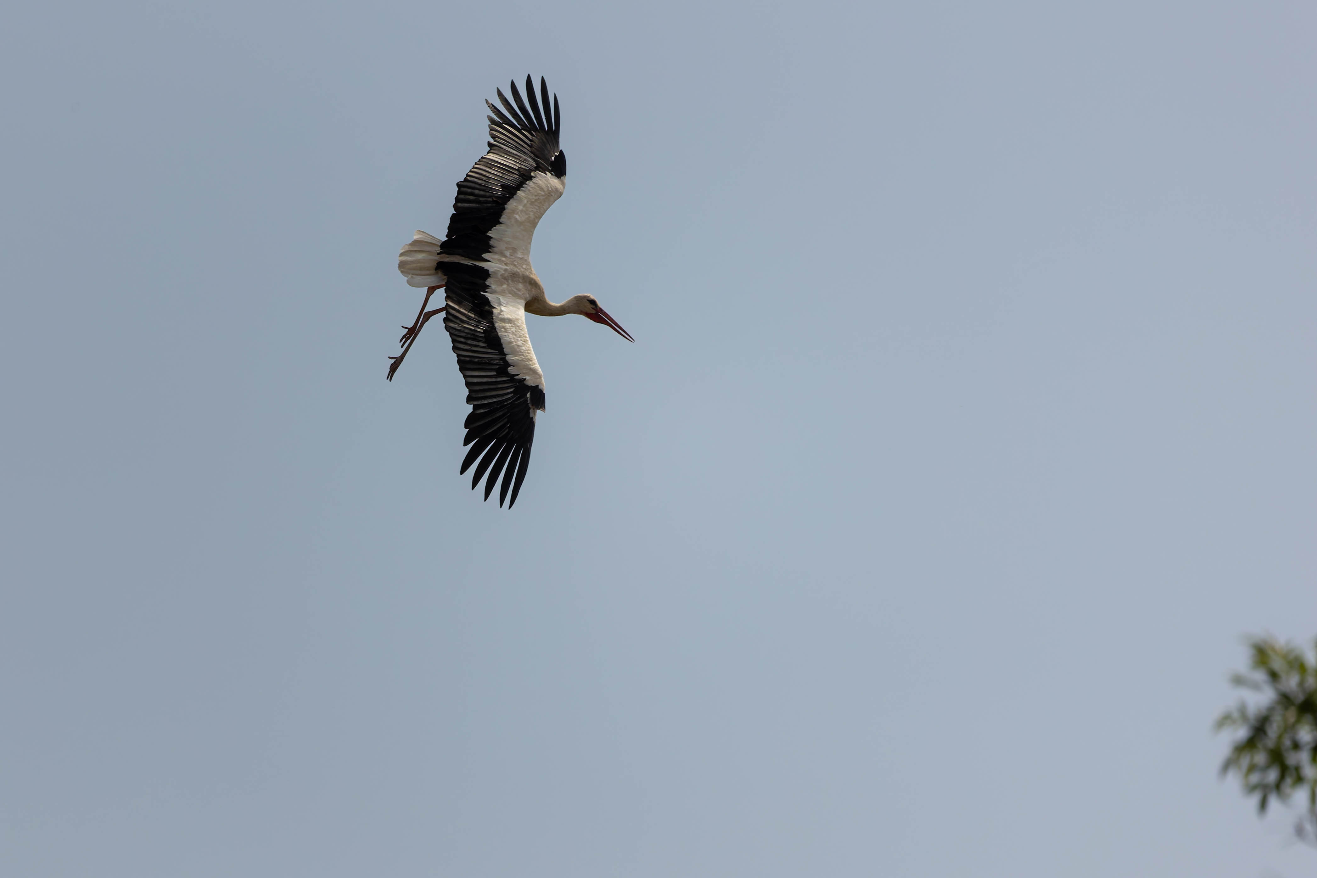 Cigogne blanche
