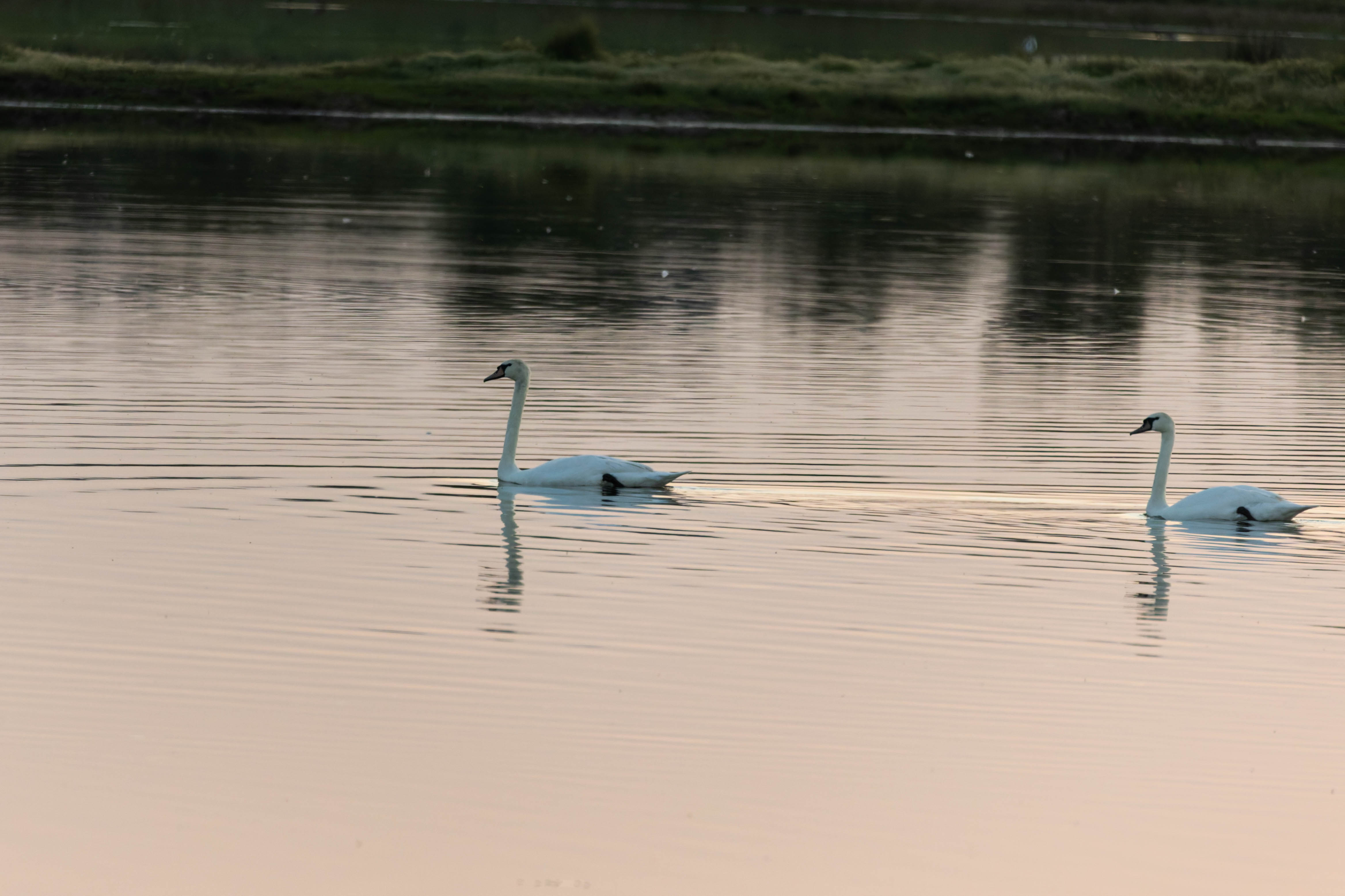 Cygne tuberculé