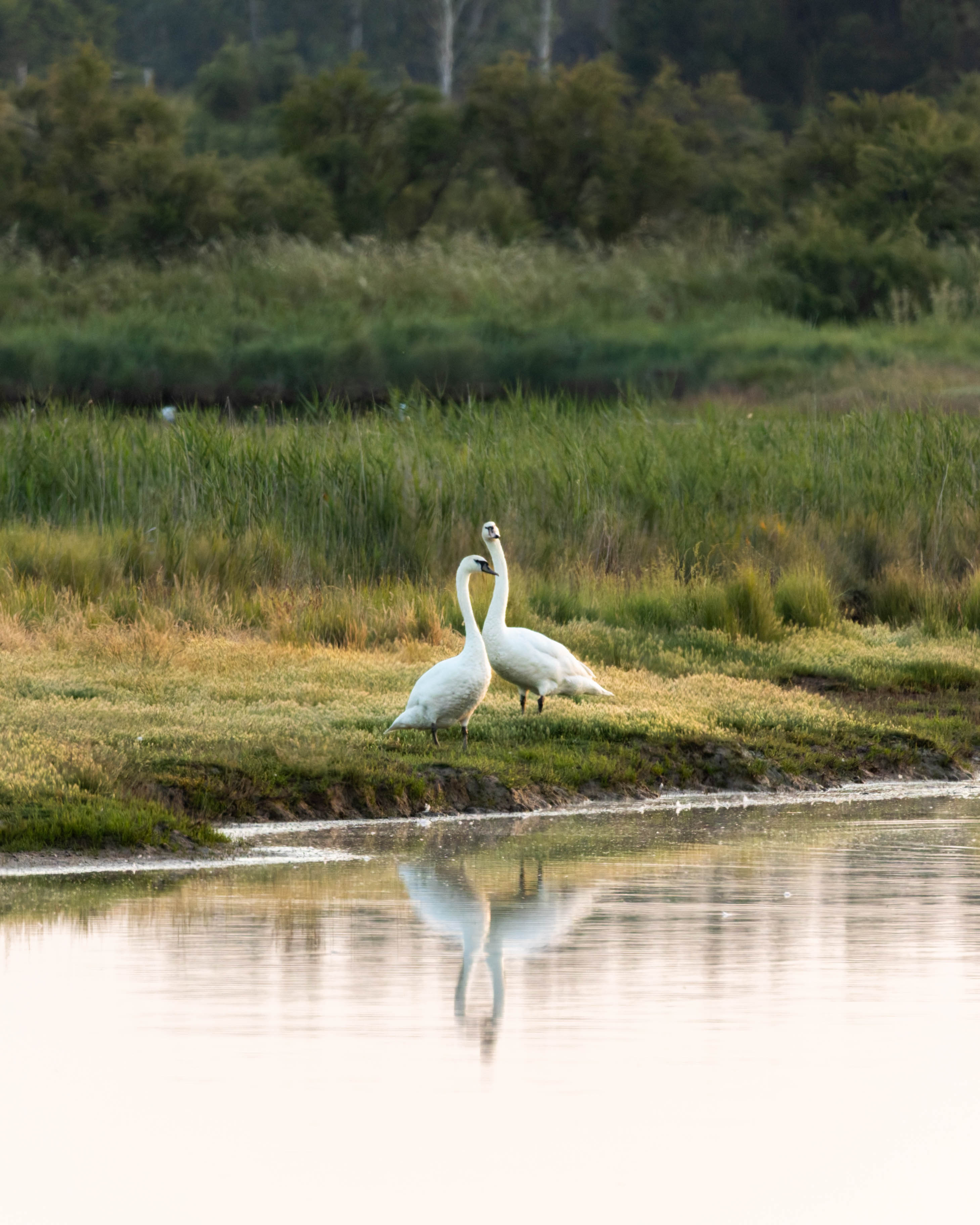 Cygne tuberculé