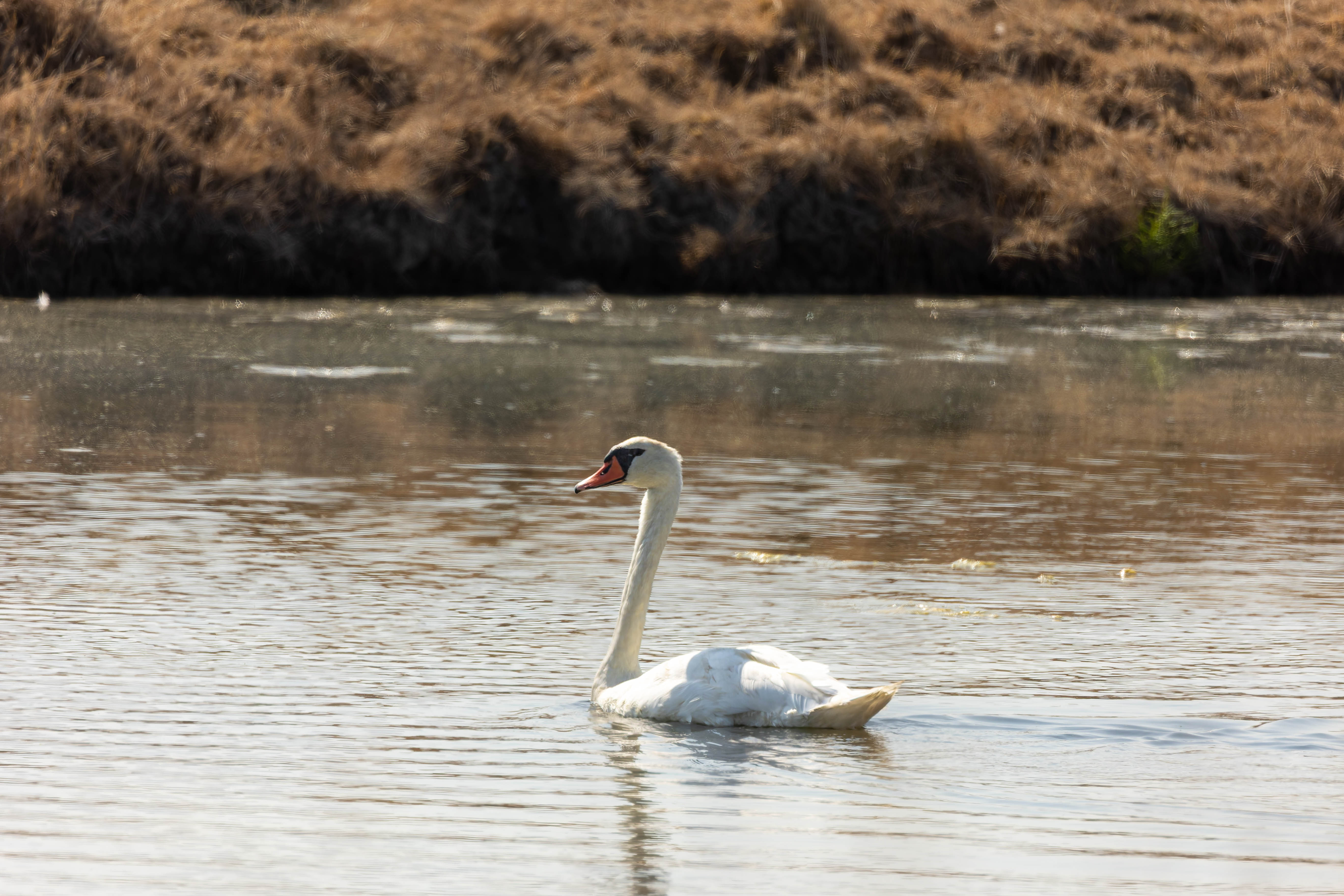 Cygne tuberculé