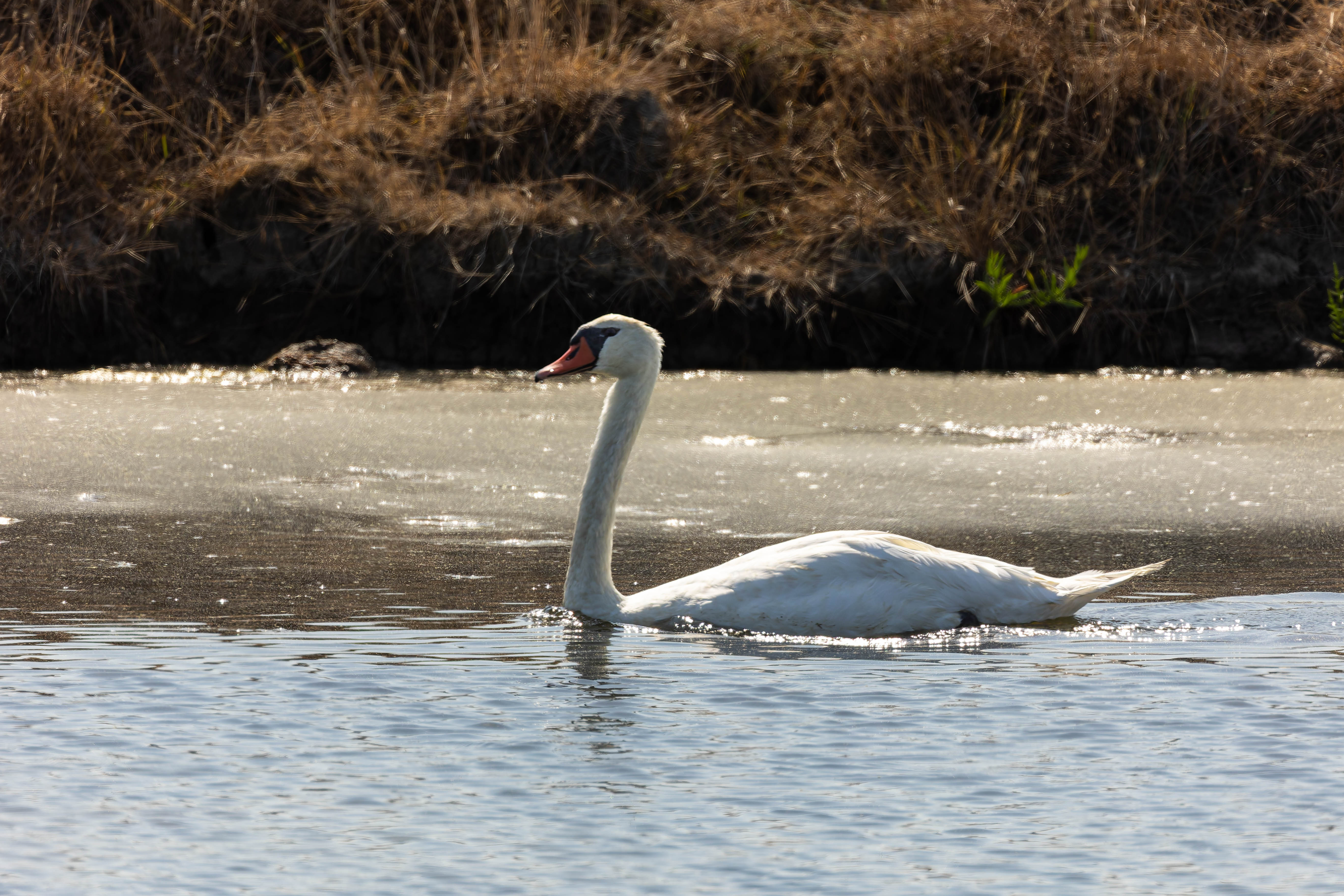 Cygne tuberculé