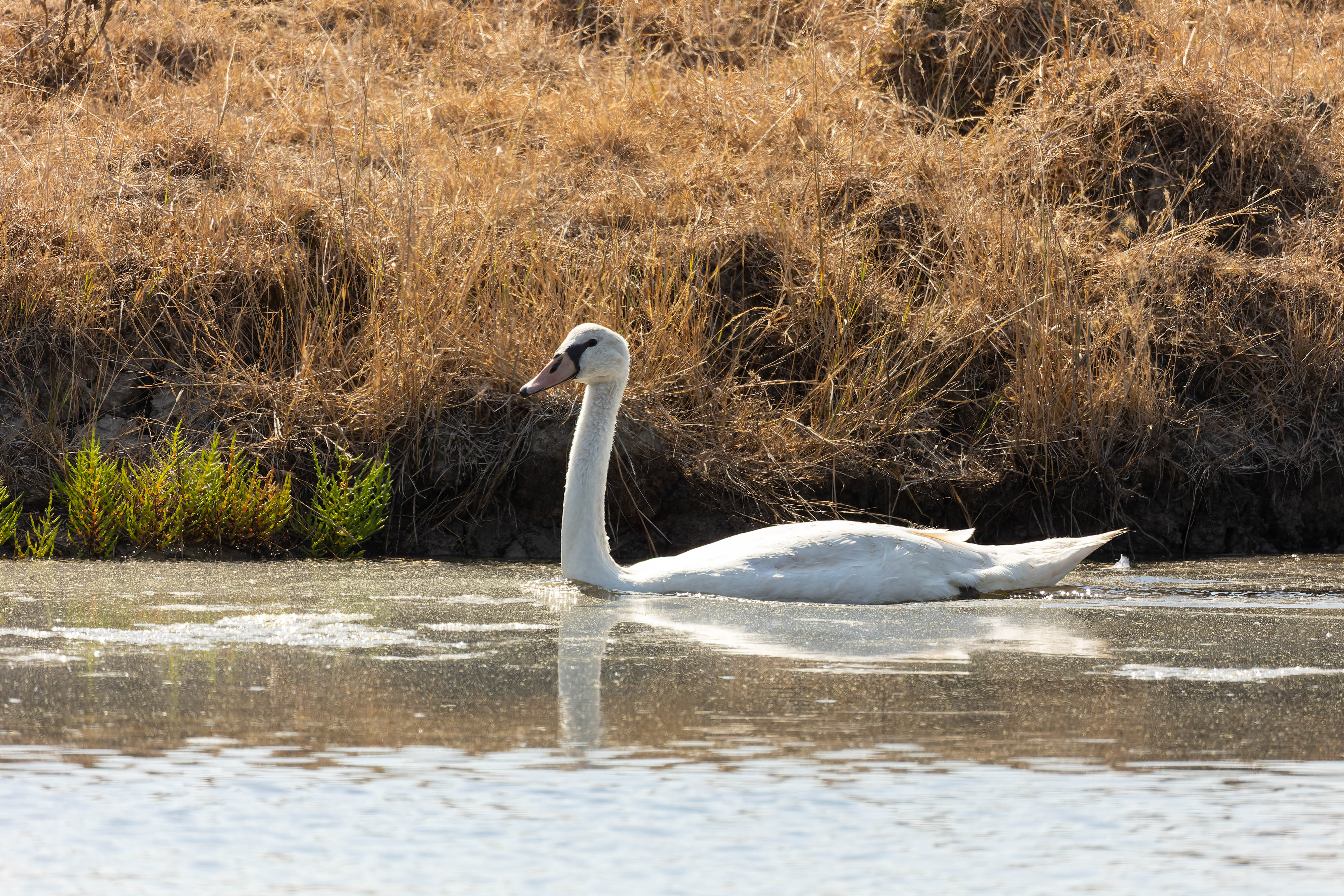 Cygne tuberculé