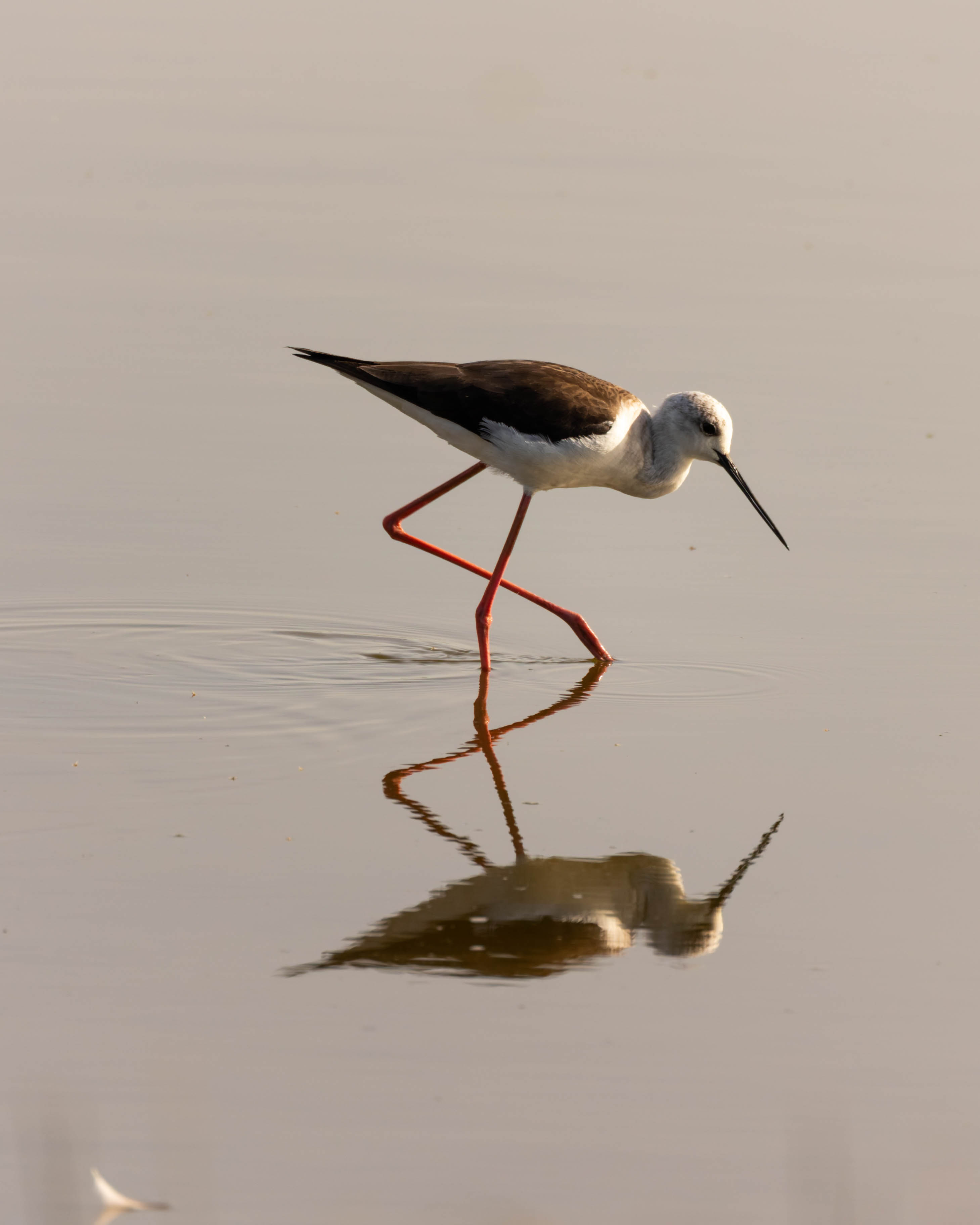 Échasse blanche