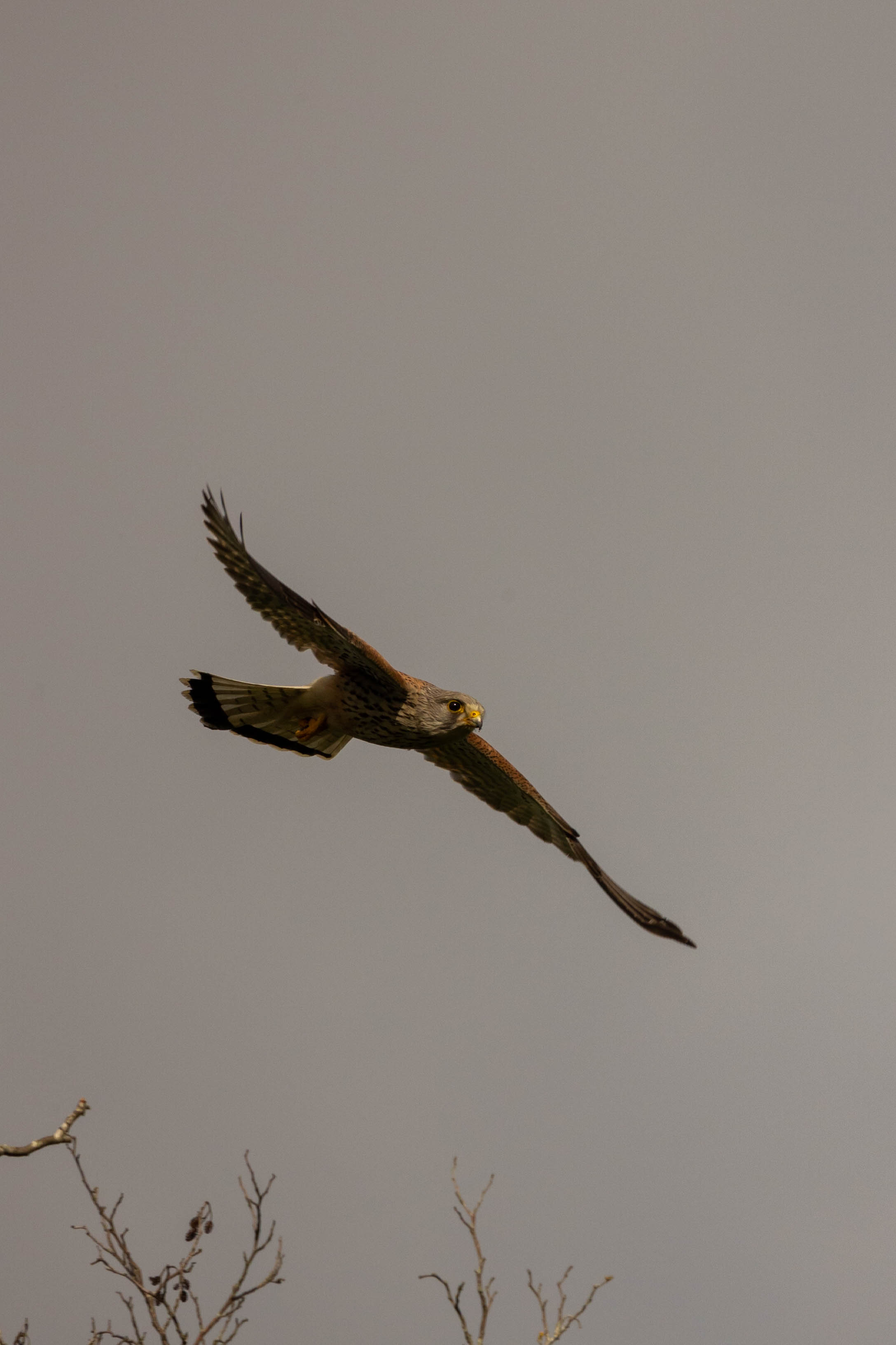 Faucon crécerelle