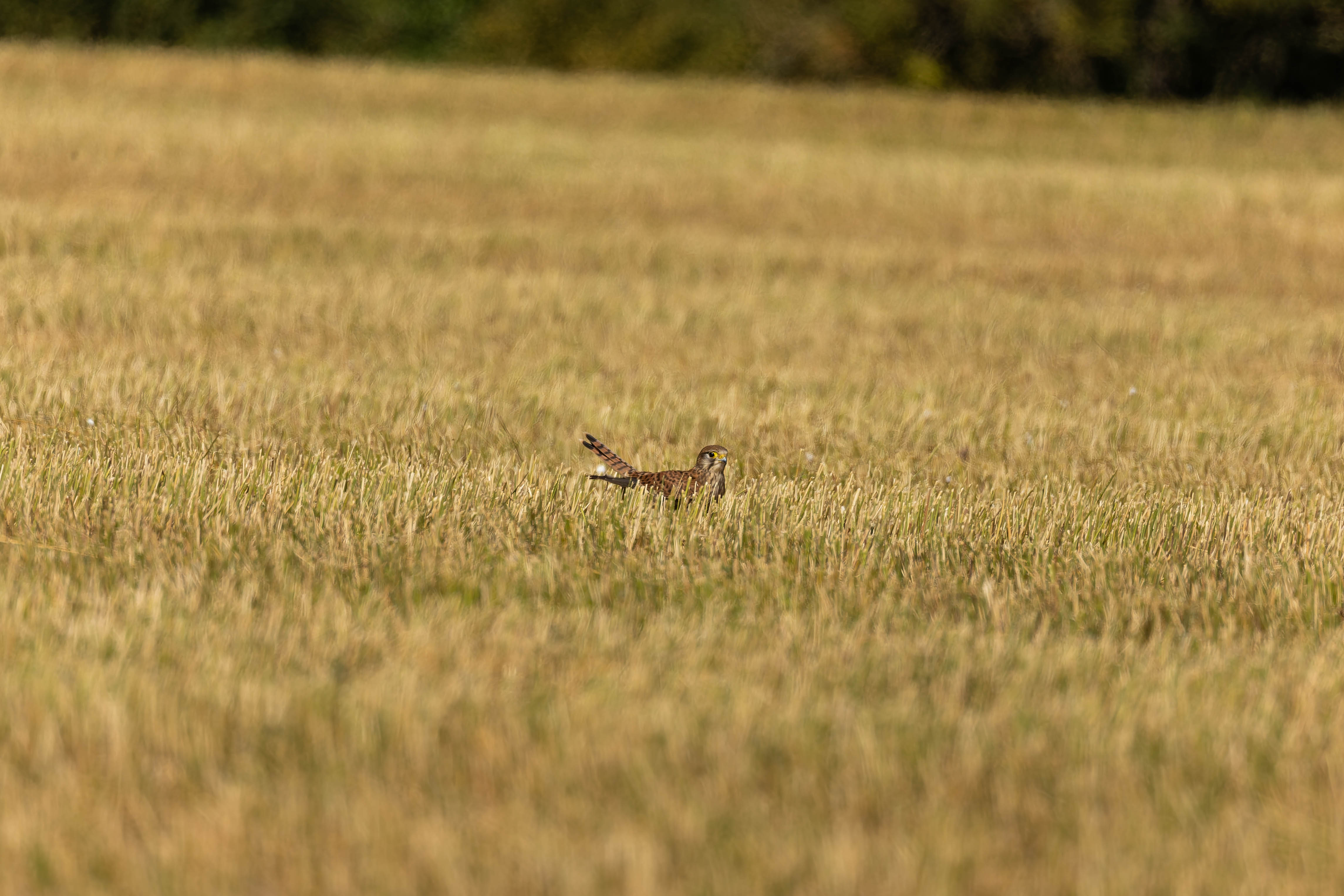 Faucon crécerelle