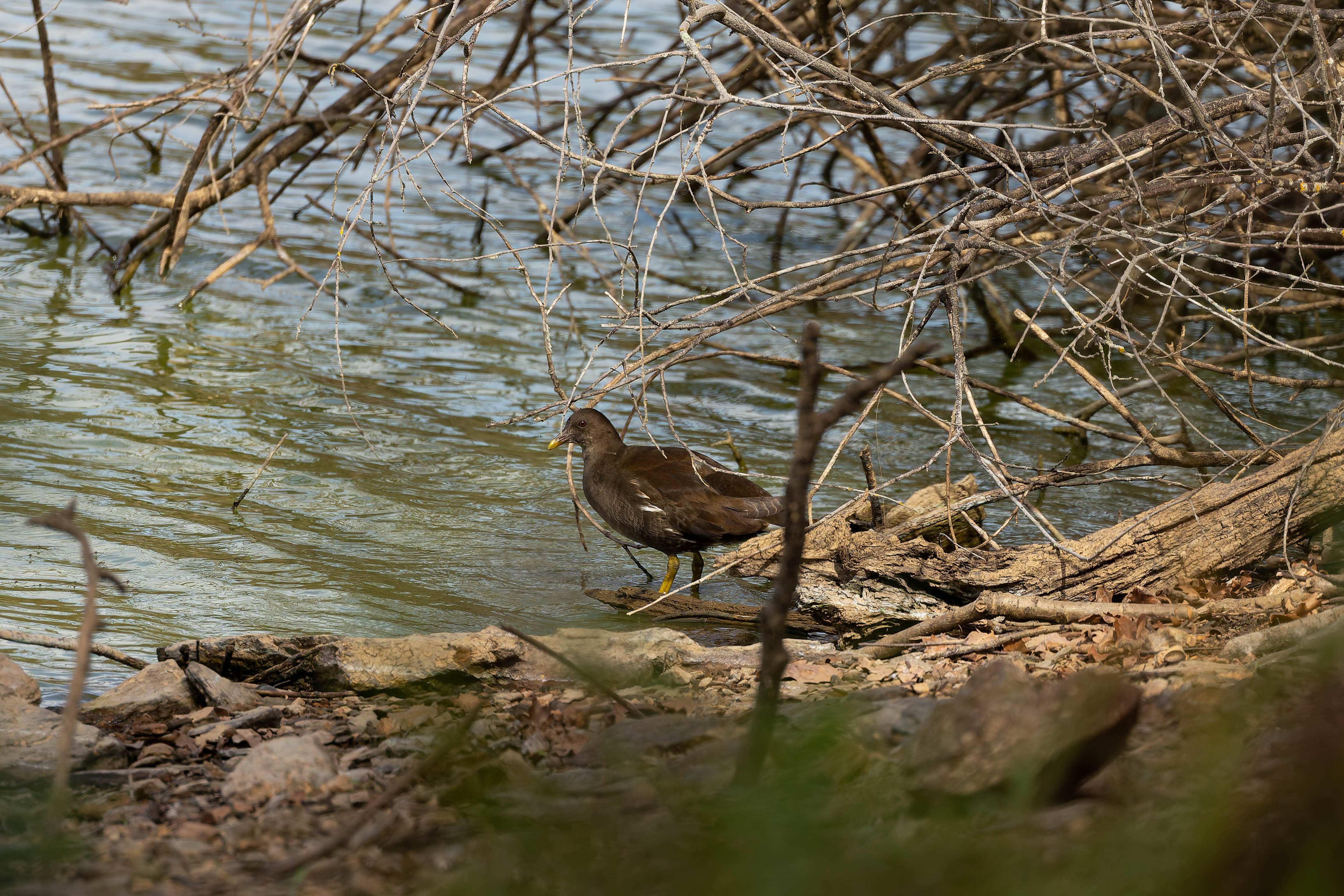 Gallinule poule-d'eau