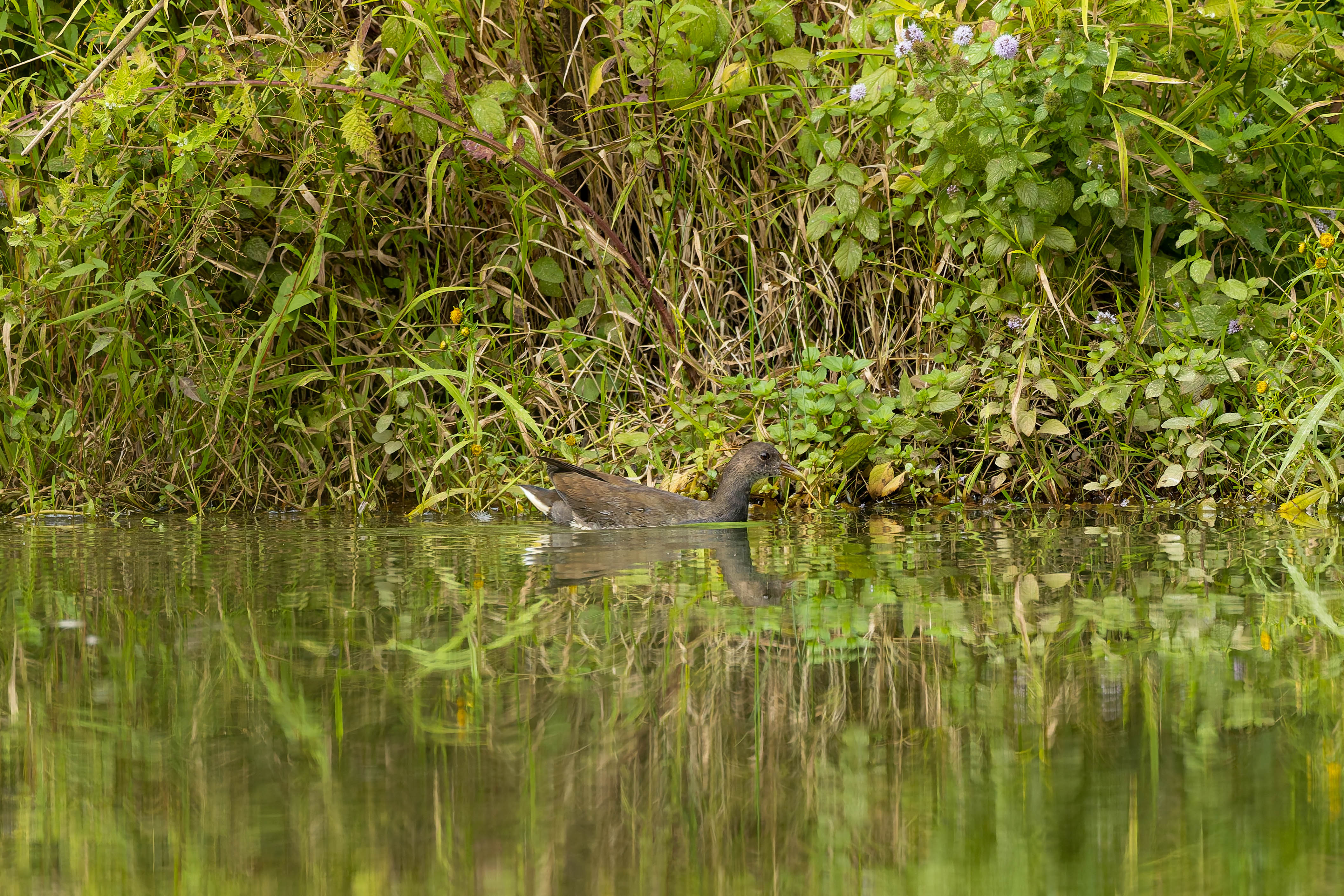 Gallinule poule-d'eau