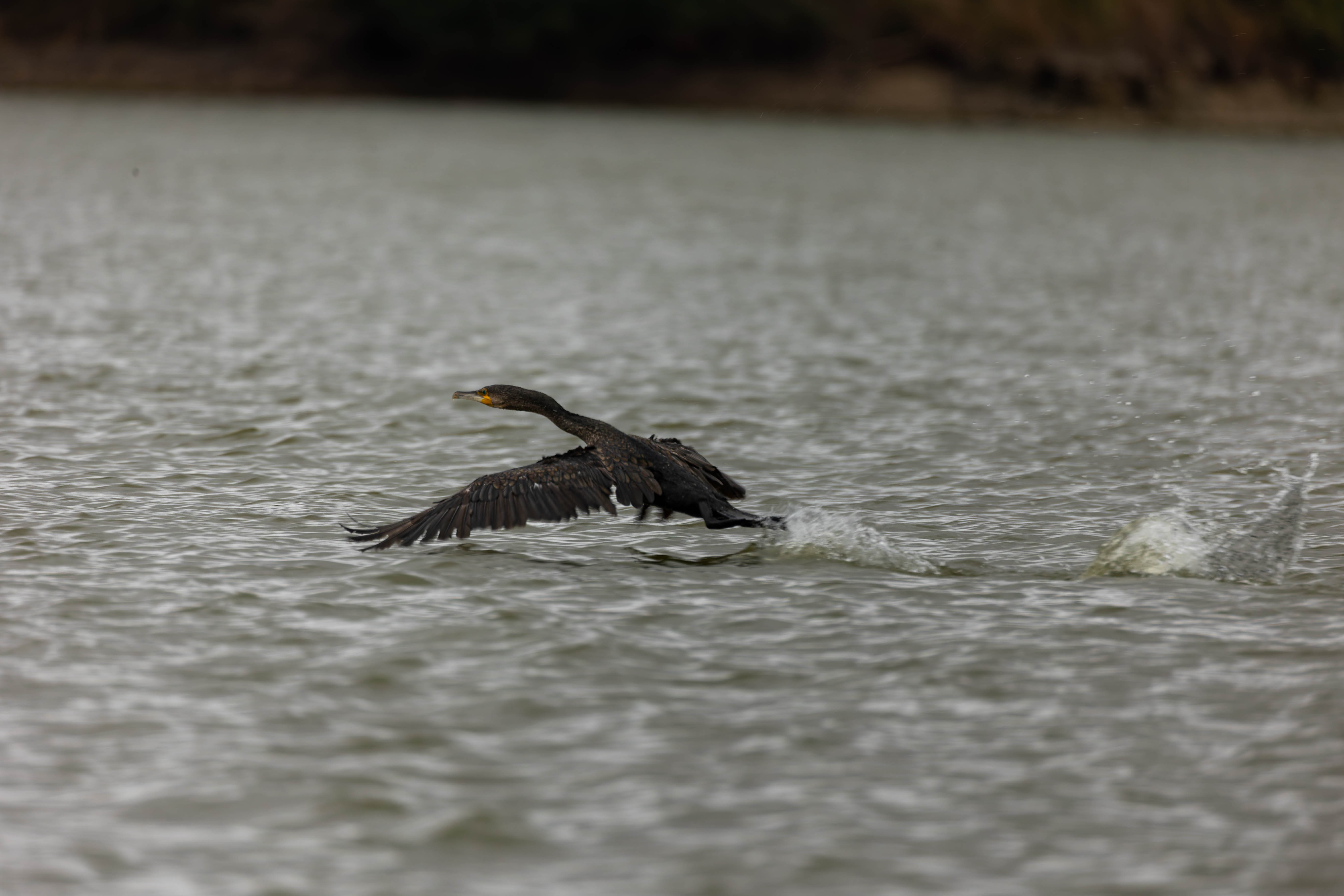 Grand Cormoran