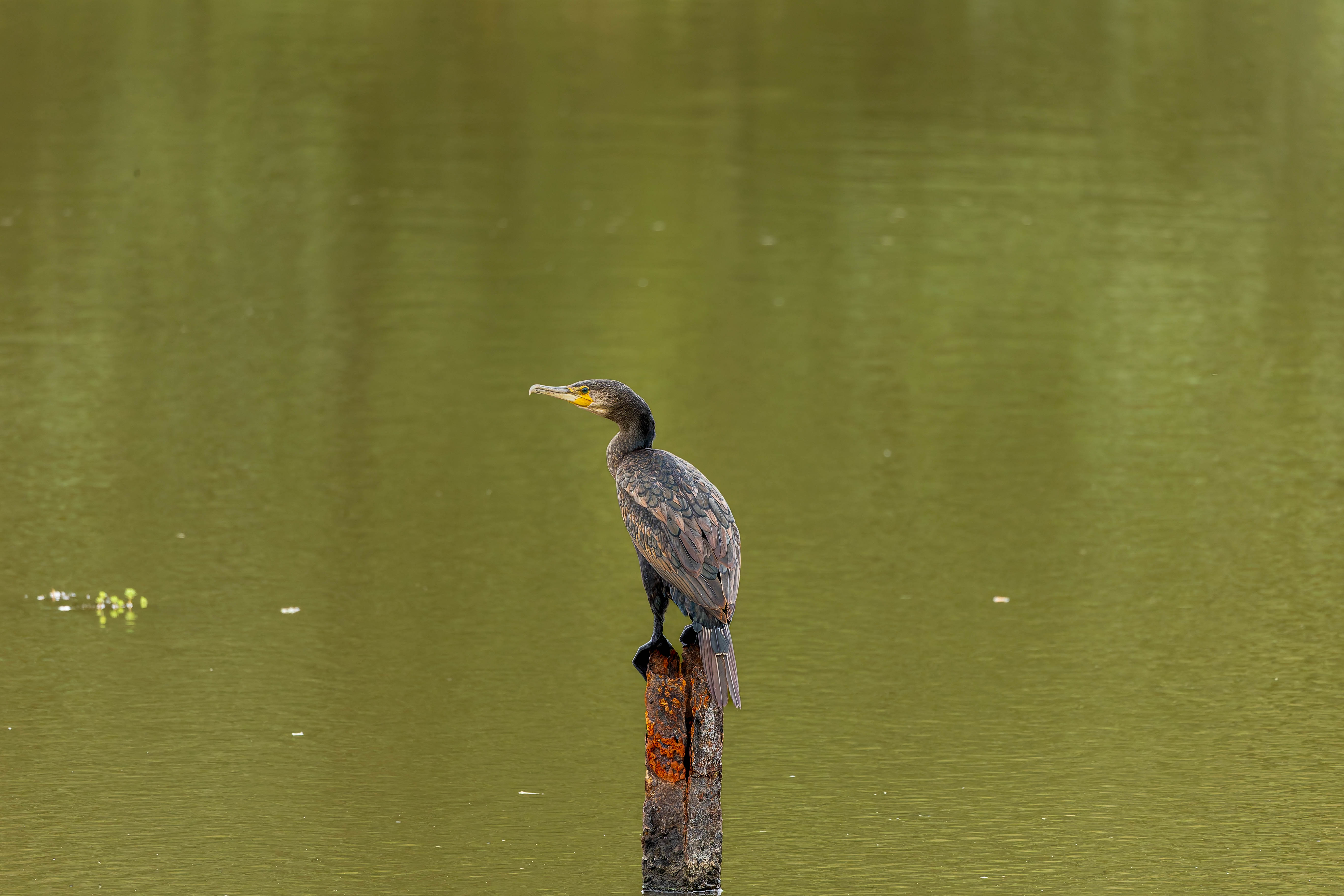 Grand Cormoran