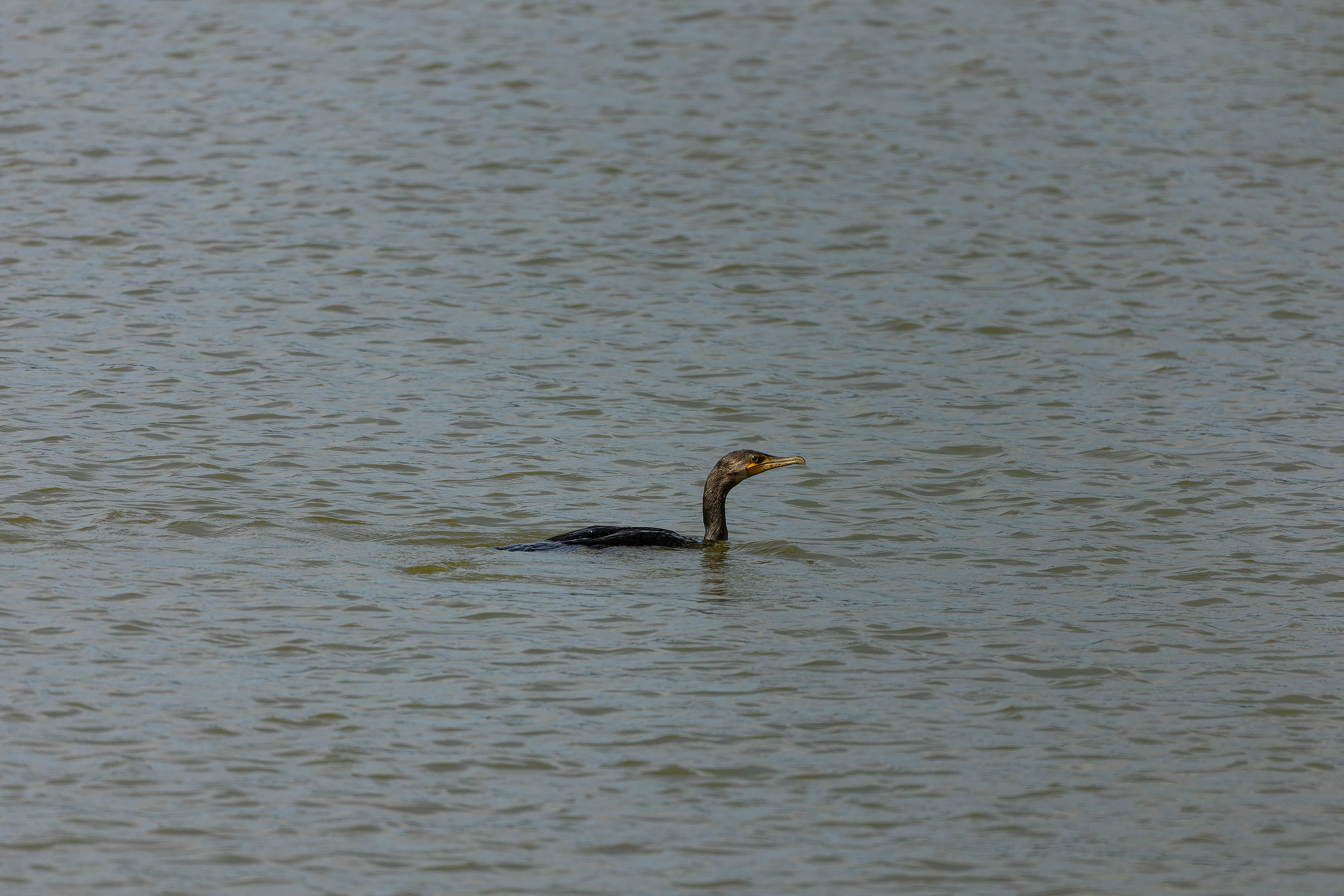 Grand Cormoran