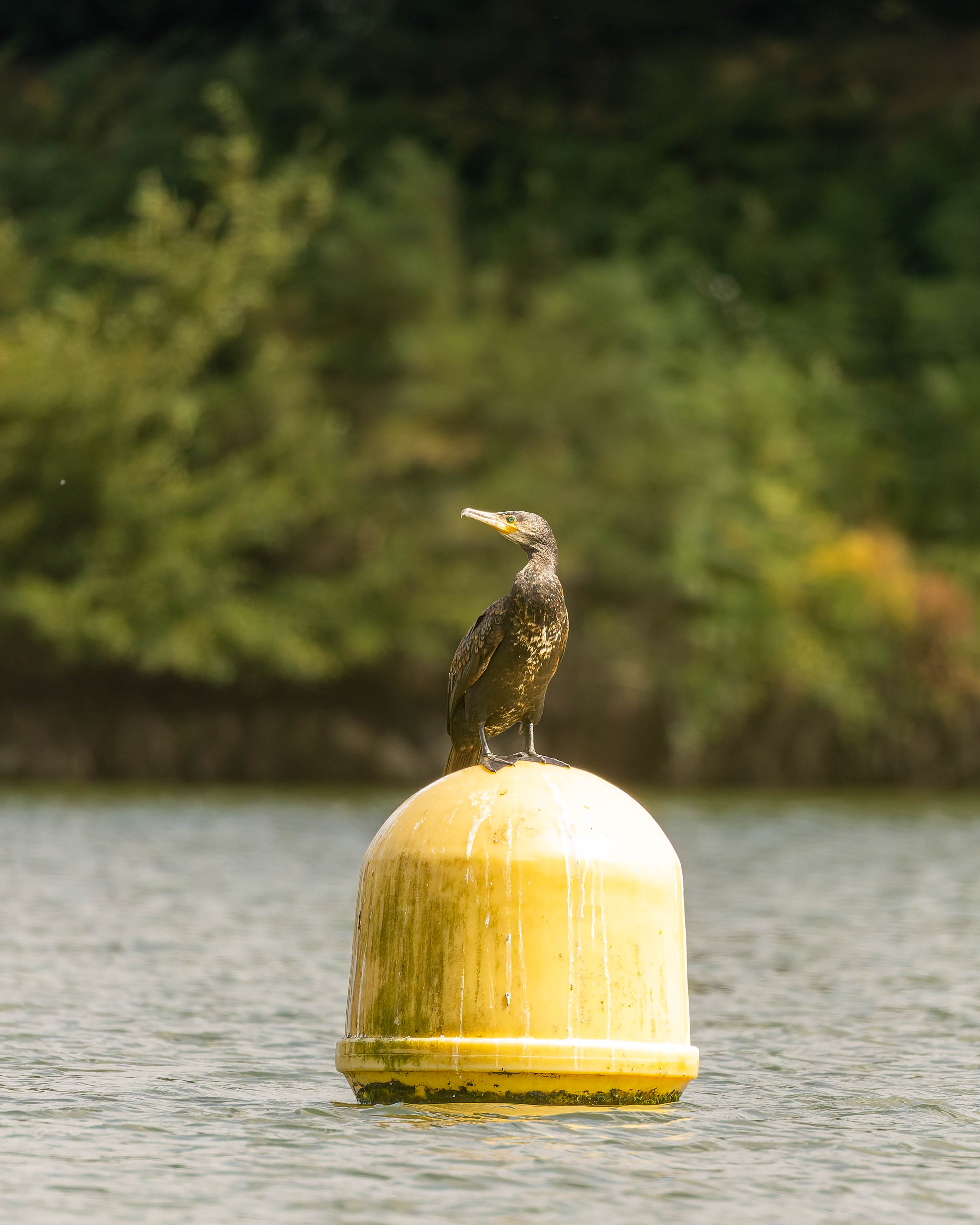 Grand Cormoran