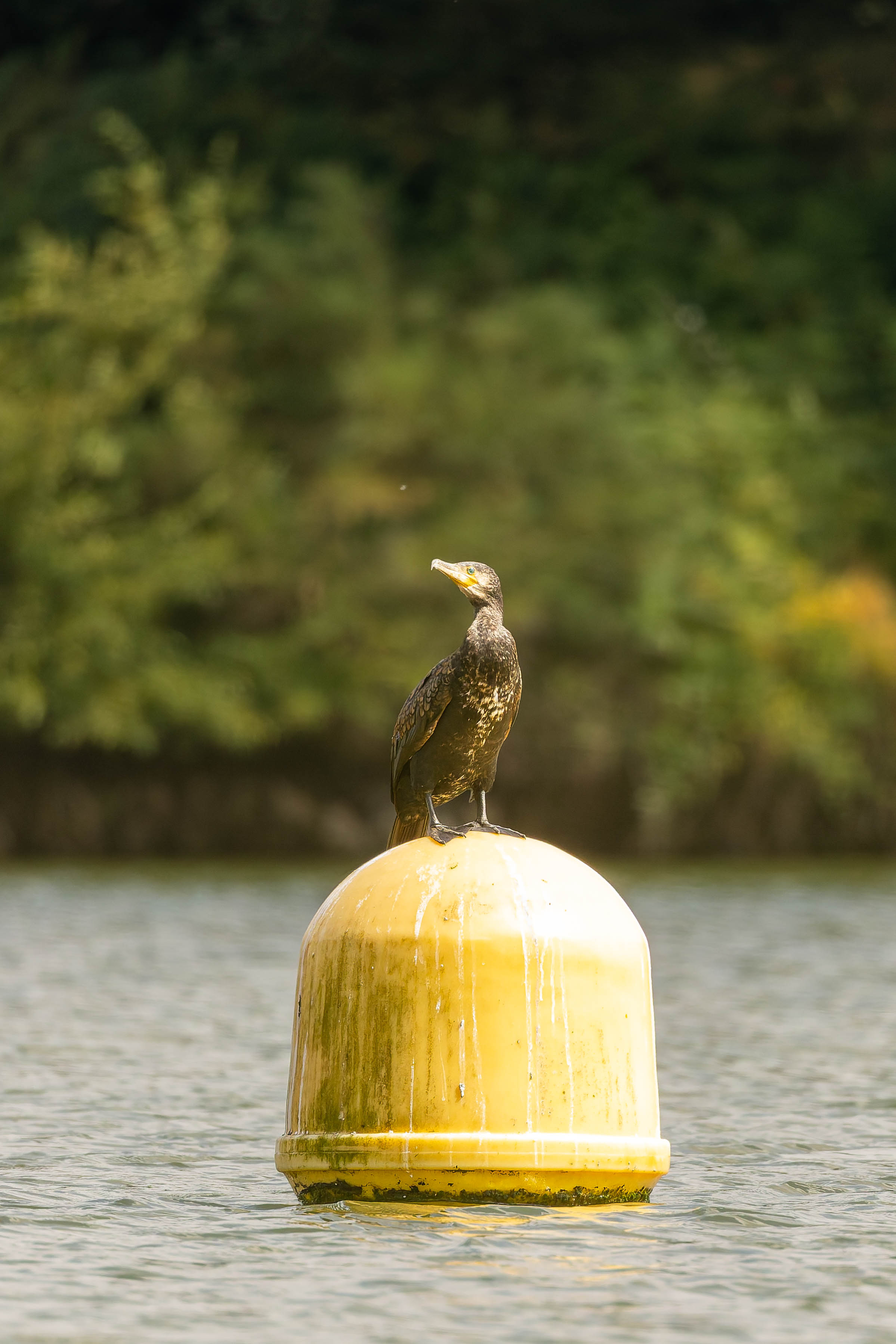 Grand Cormoran