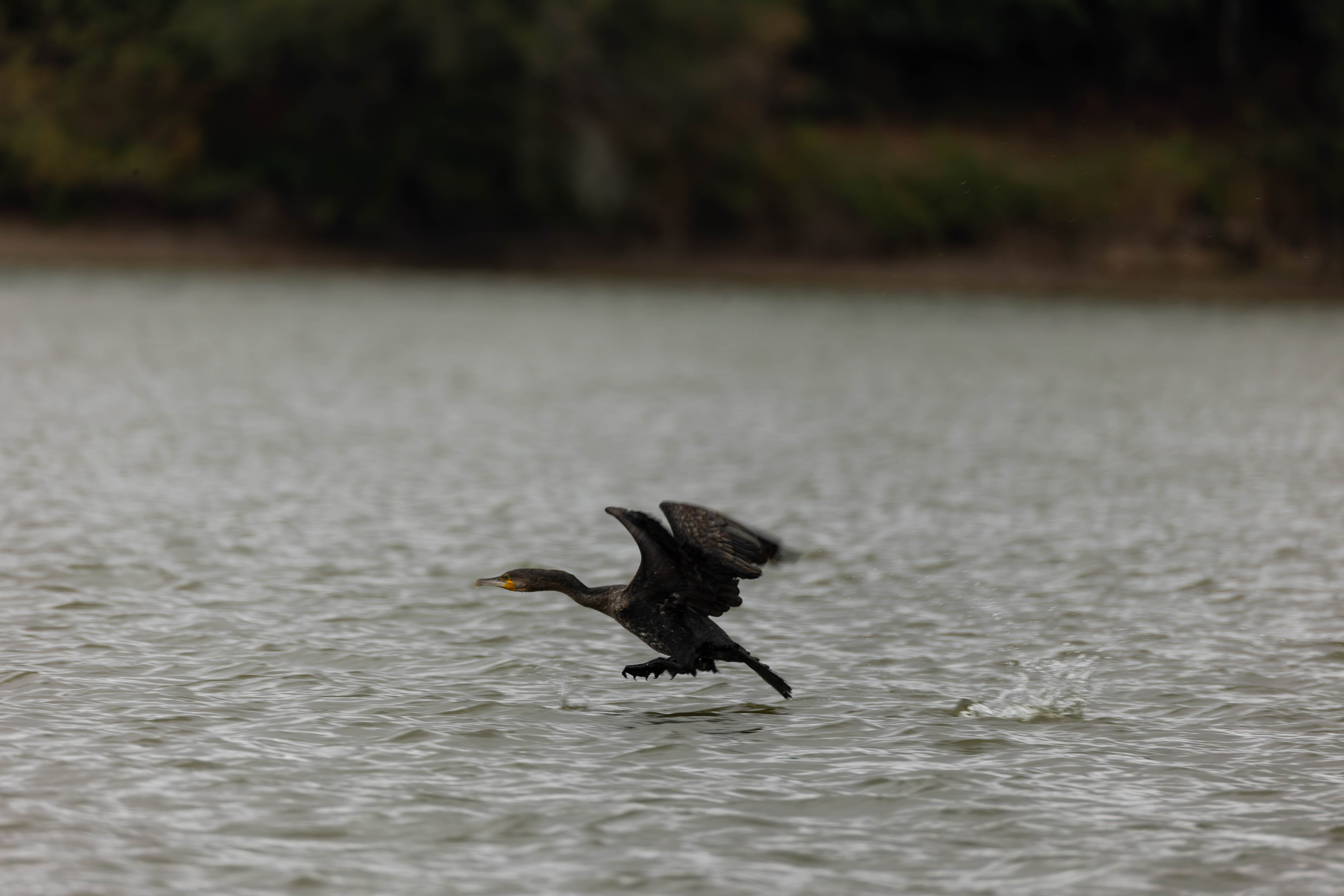 Grand Cormoran