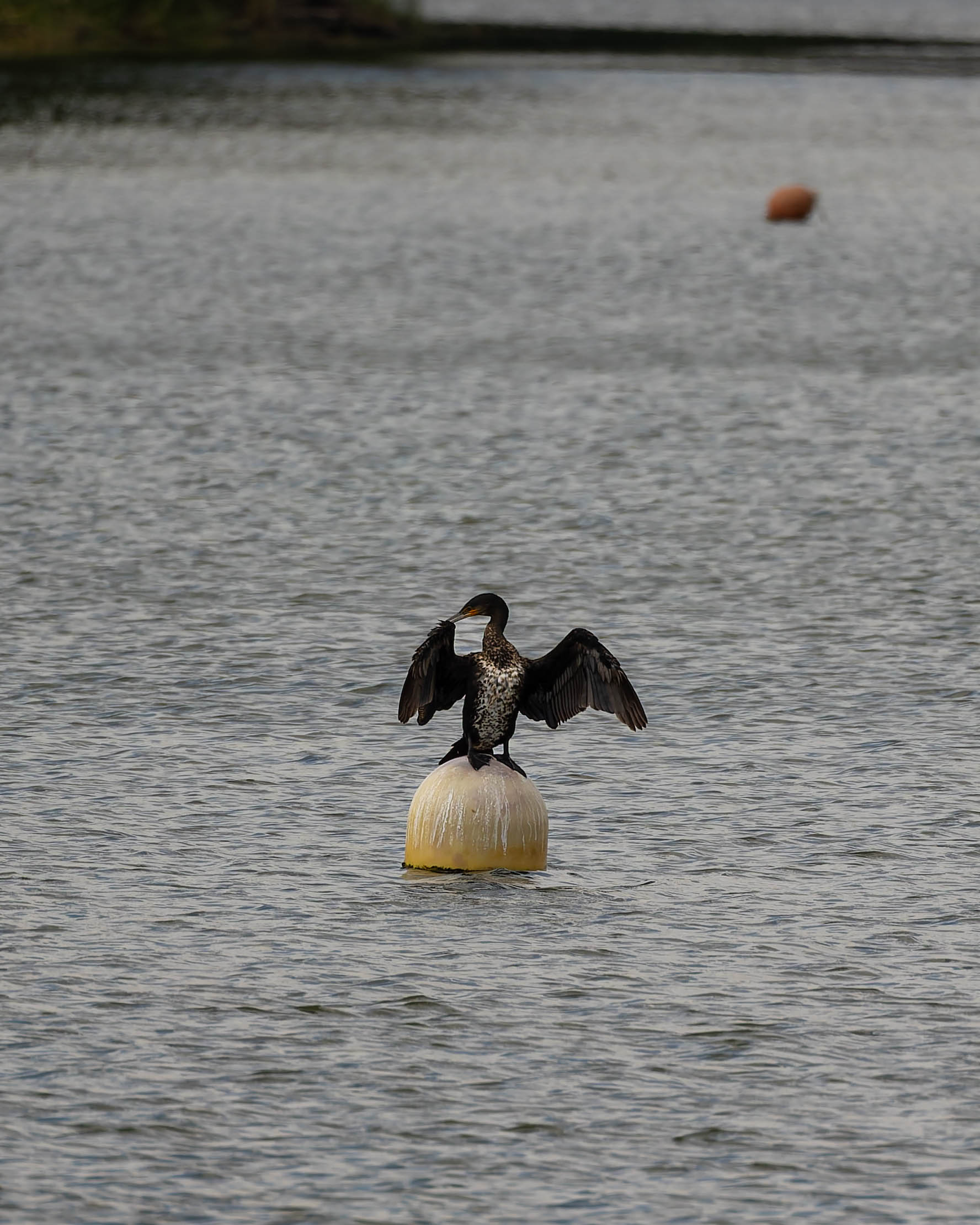 Grand Cormoran