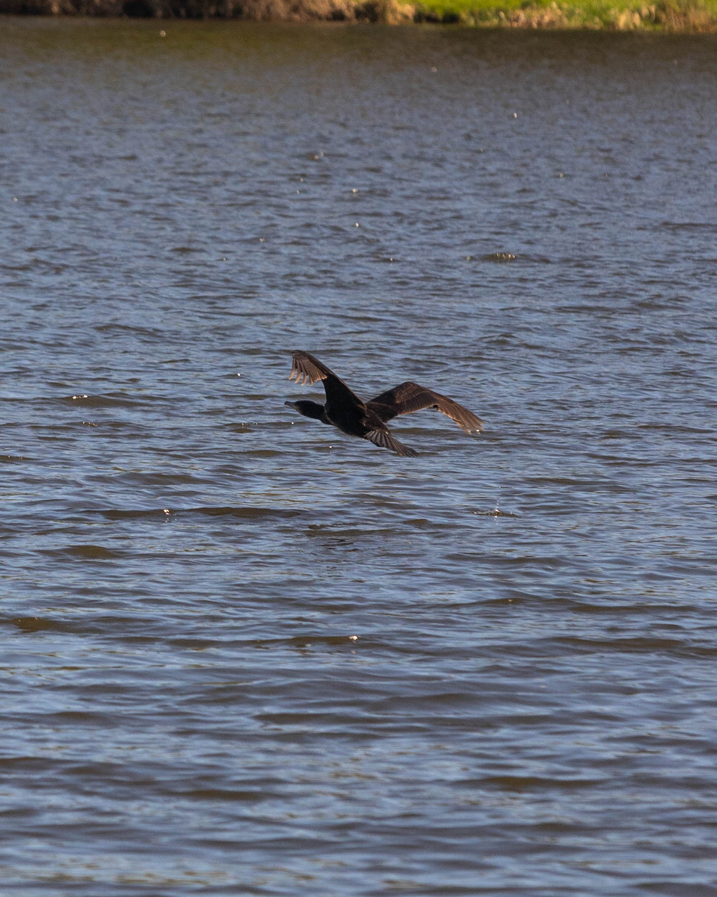 Grand Cormoran