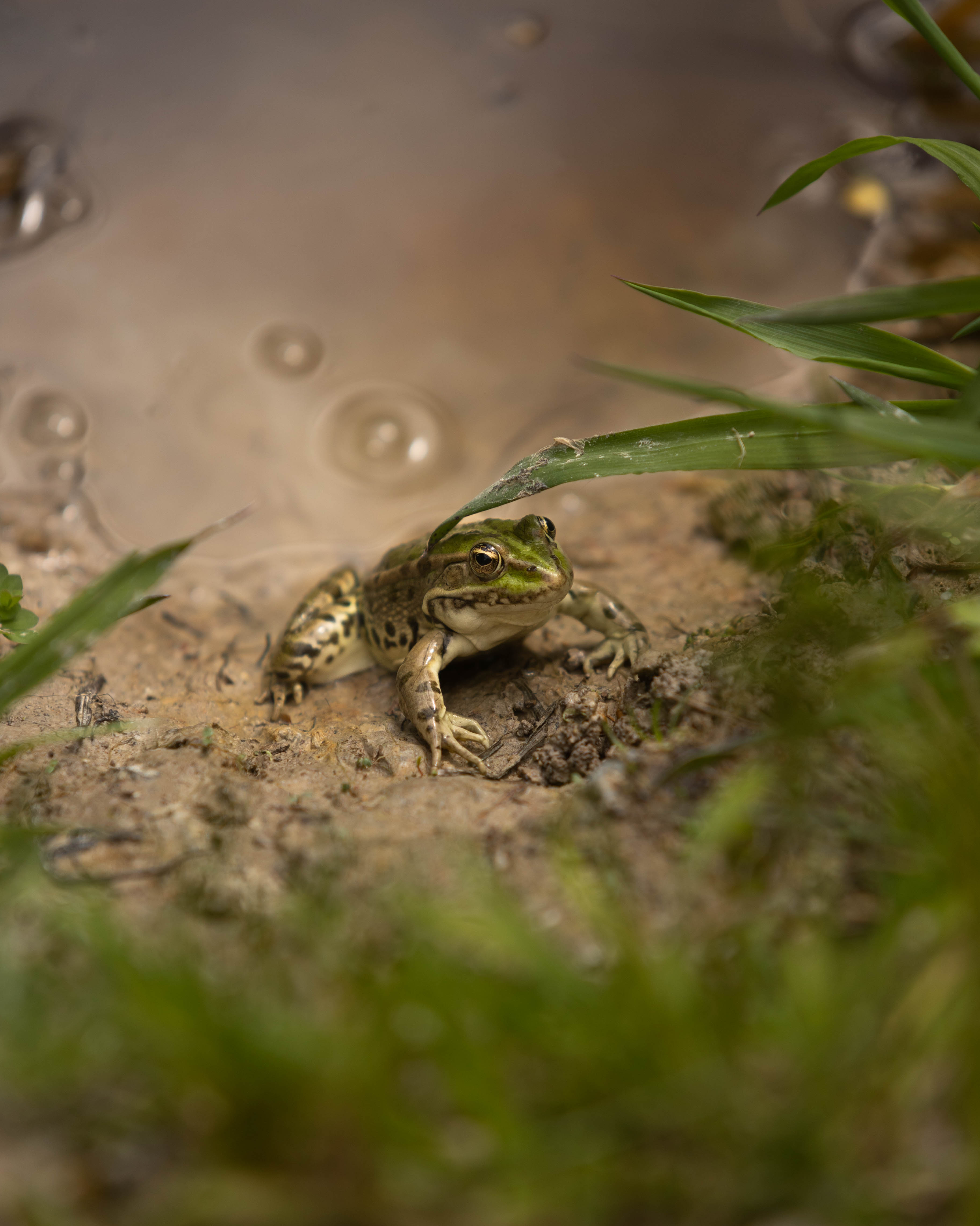 Grenouille rieuse