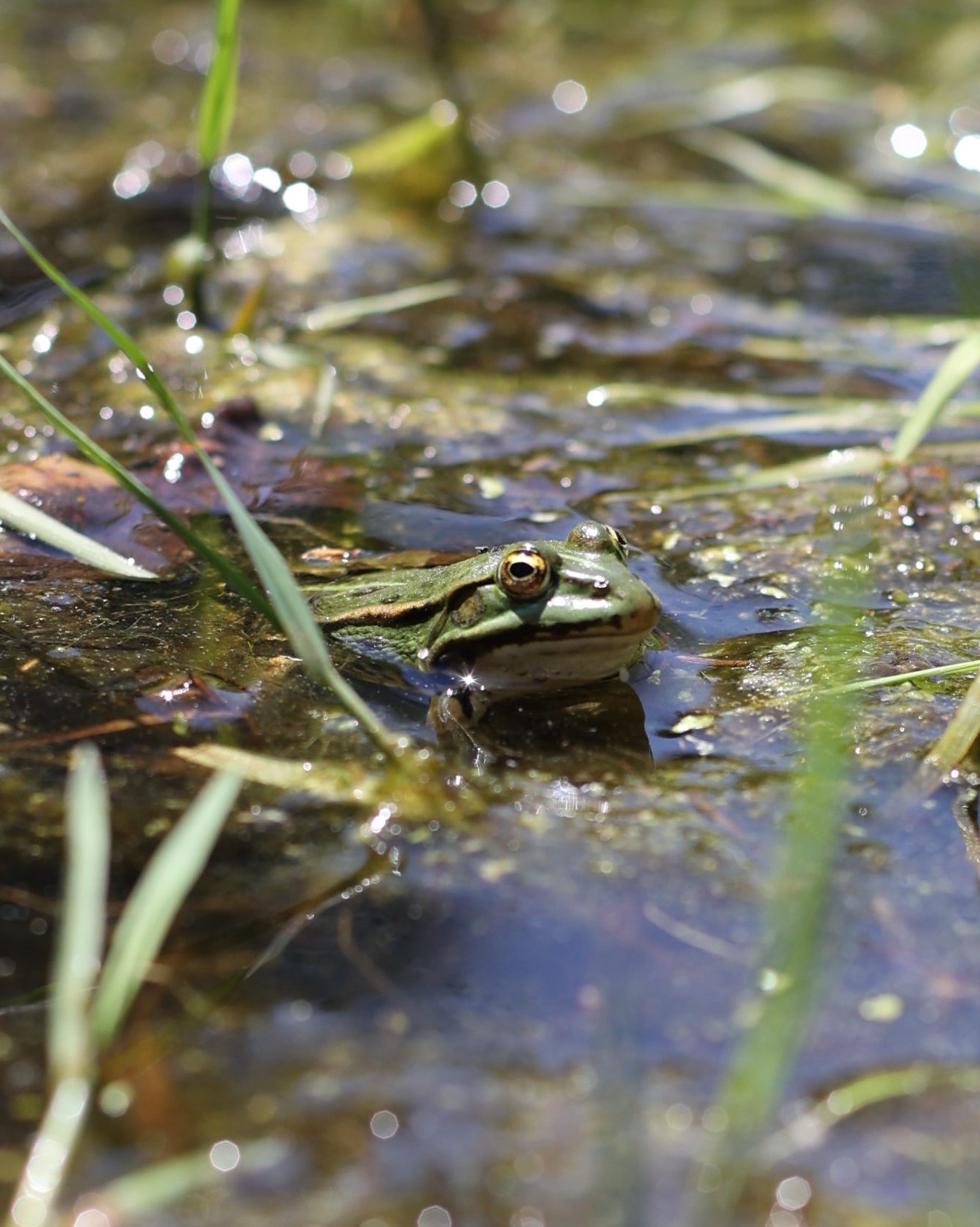 Petite grenouille verte