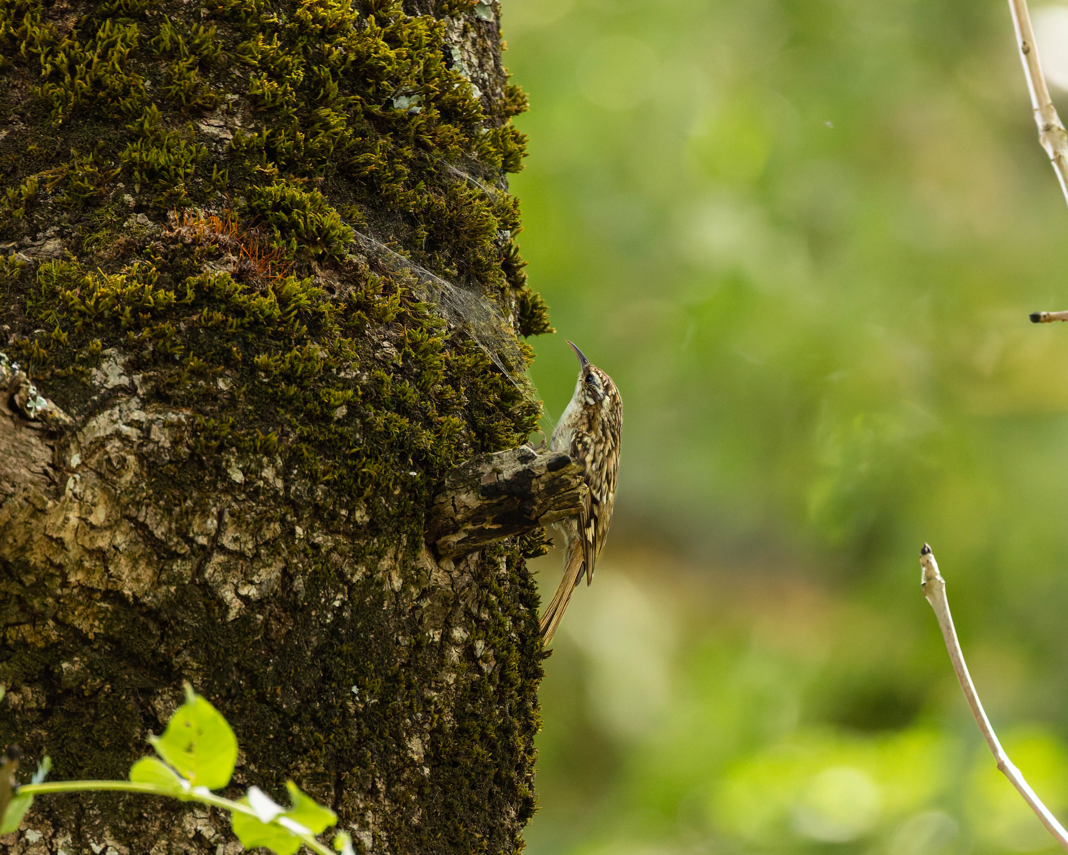 Grimpereau des jardins