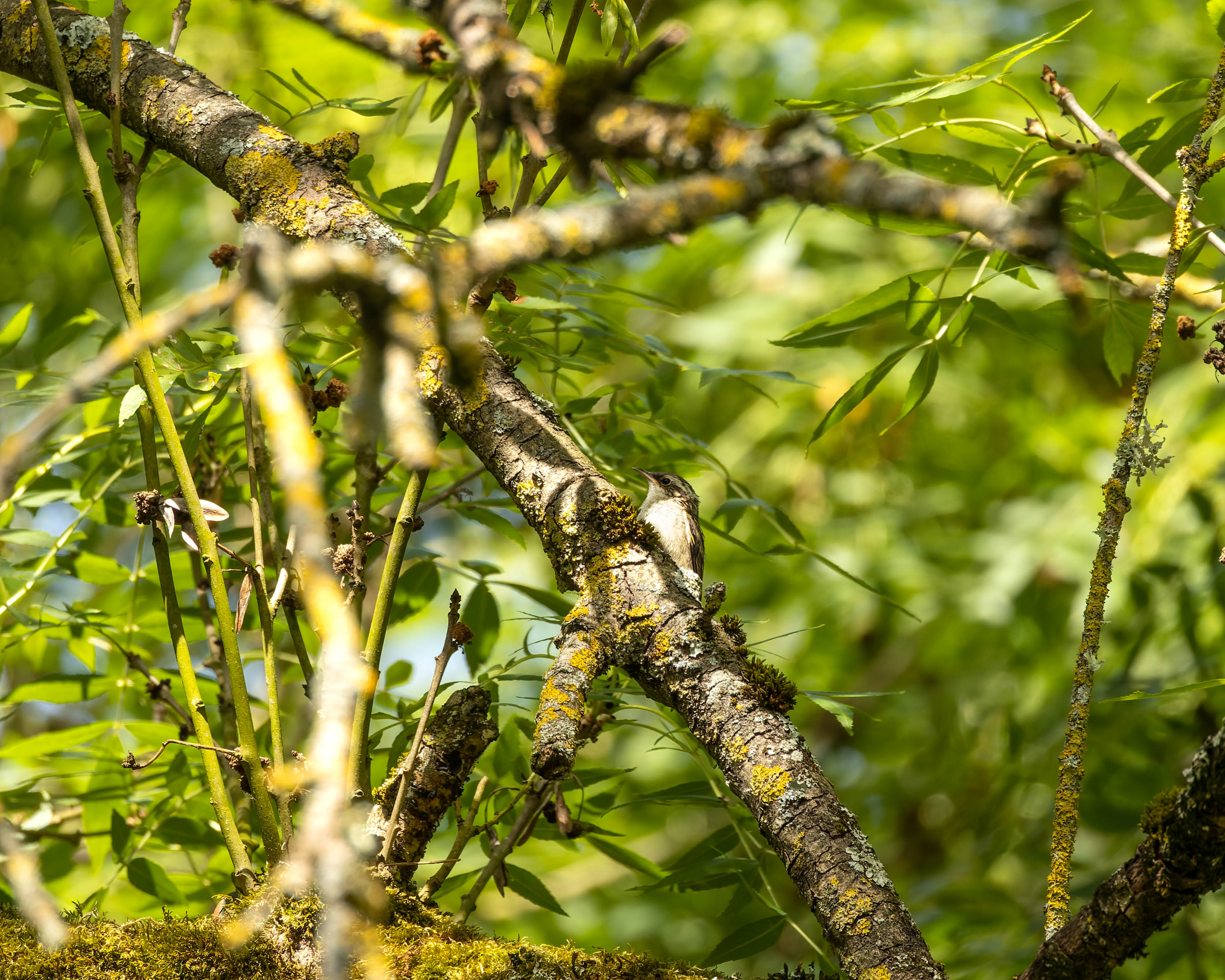 Grimpereau des jardins