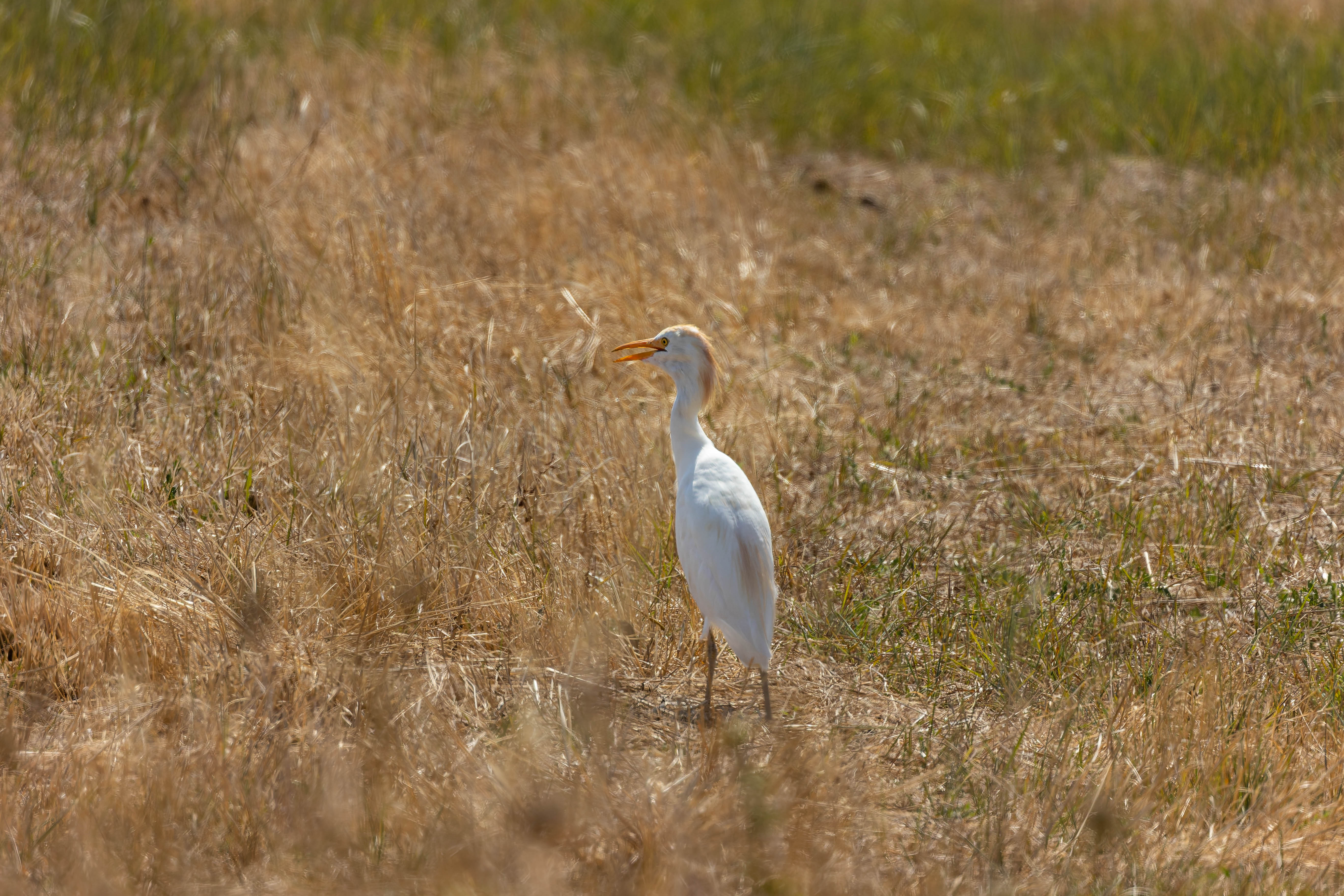 Héron garde-bœufs
