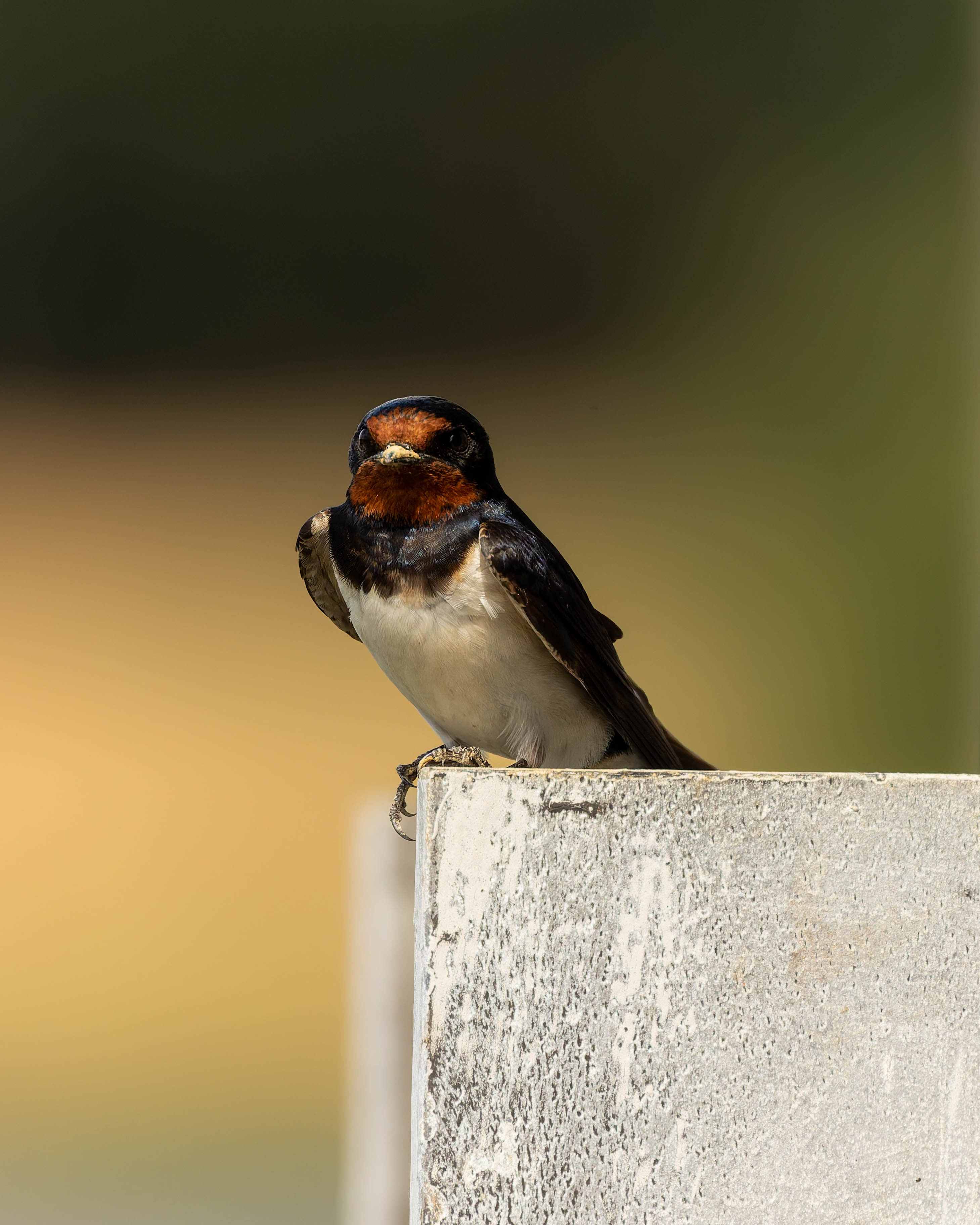 Hirondelle rustique